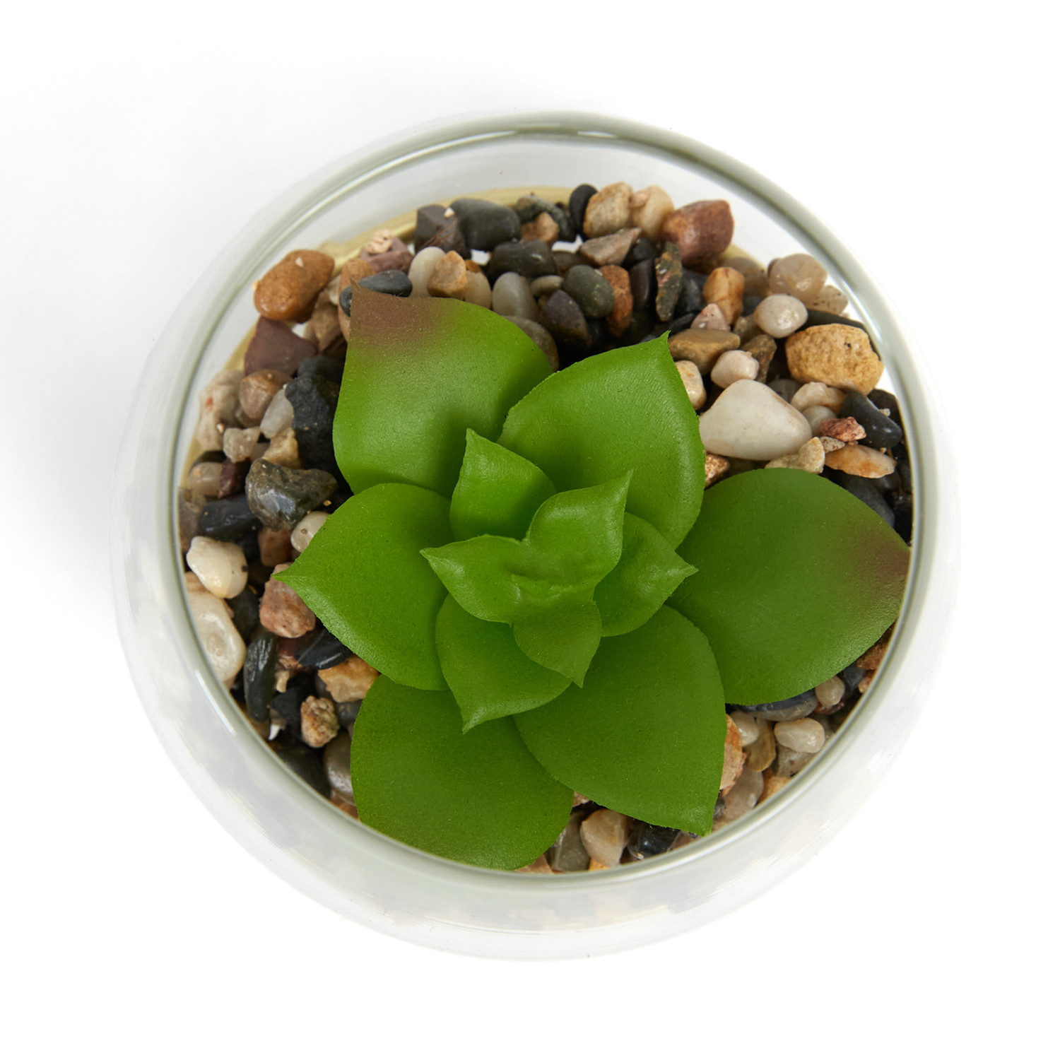 Цветок в горшке Candio - фото № 2