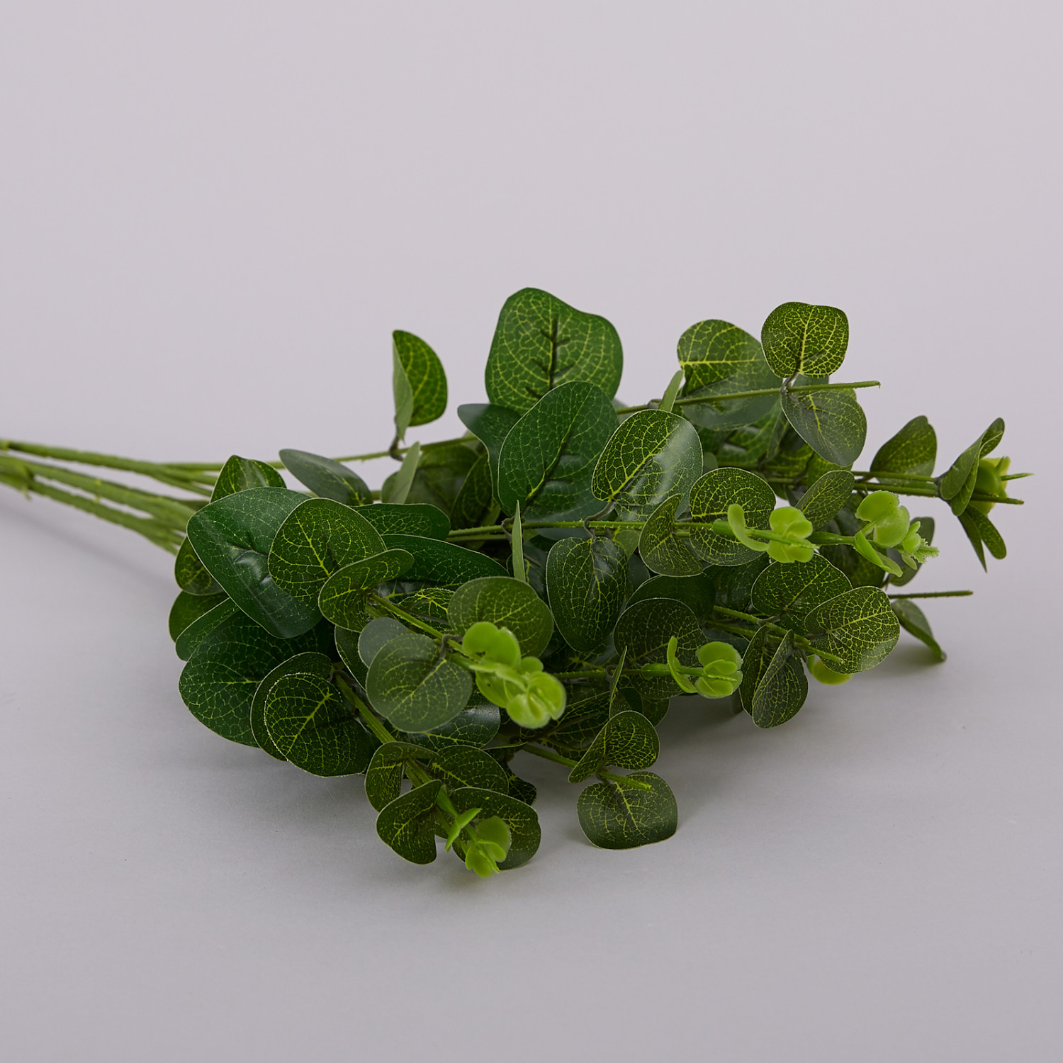 Ветвь Эвкалипт - фото № 2