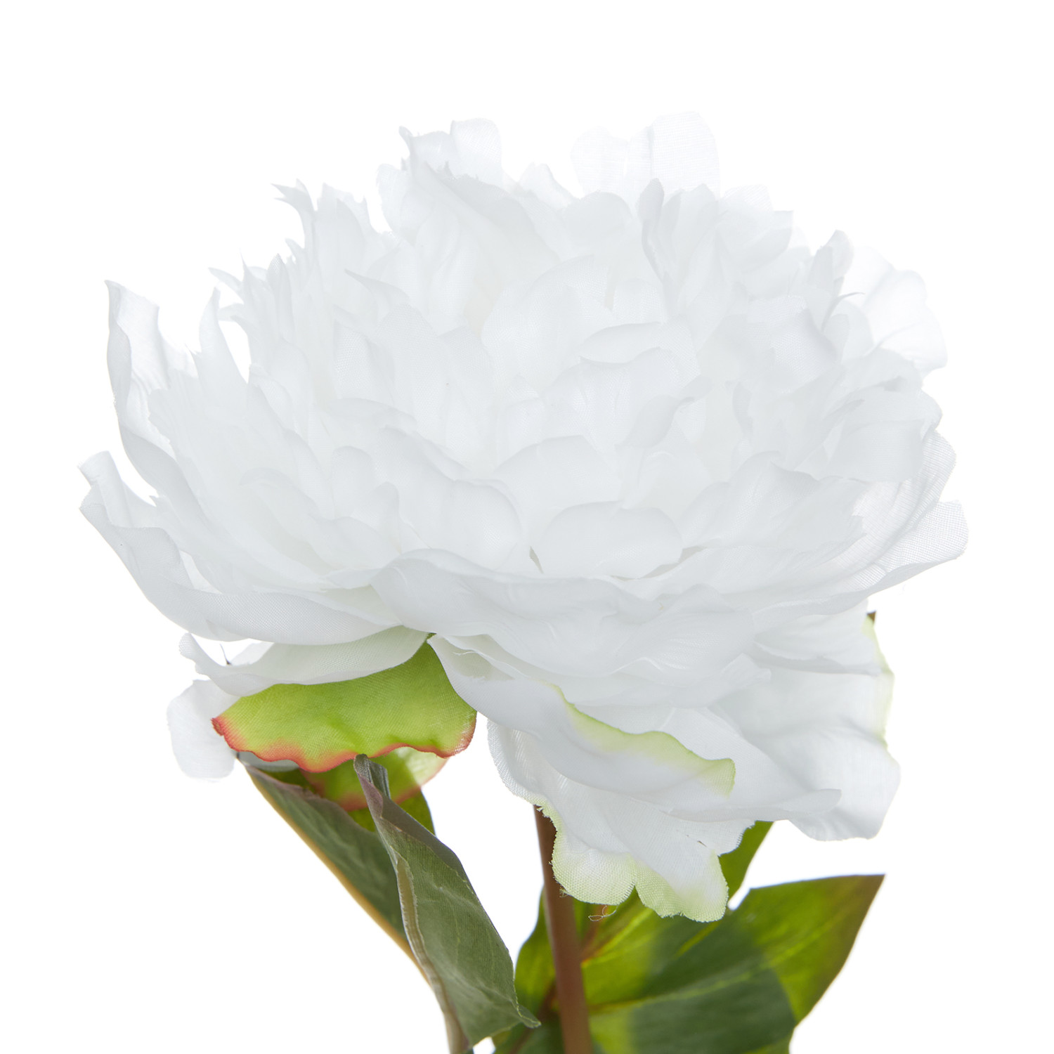 Цветок Altea - фото № 3