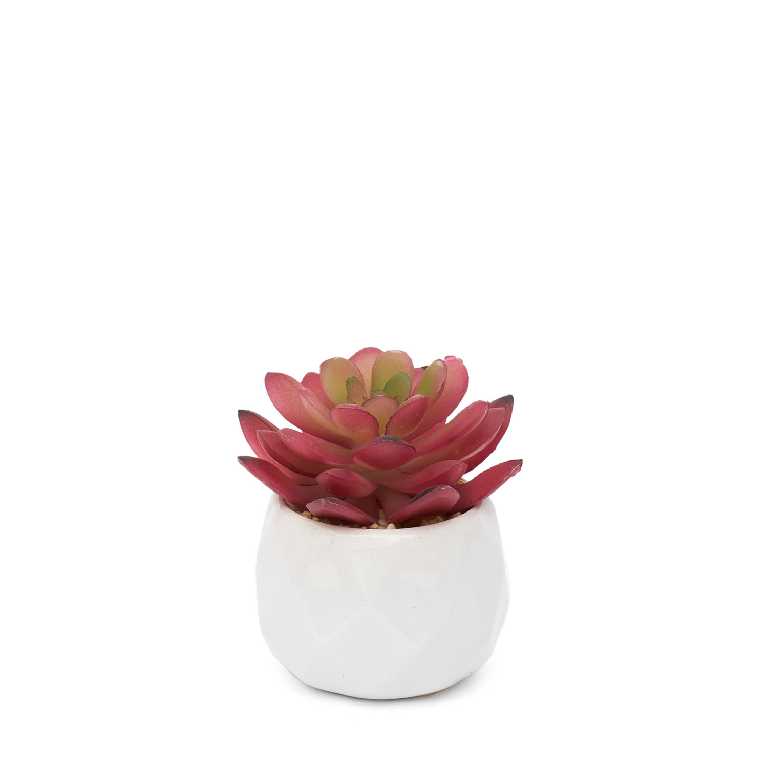 Суккулент Cipolleto - фото № 3