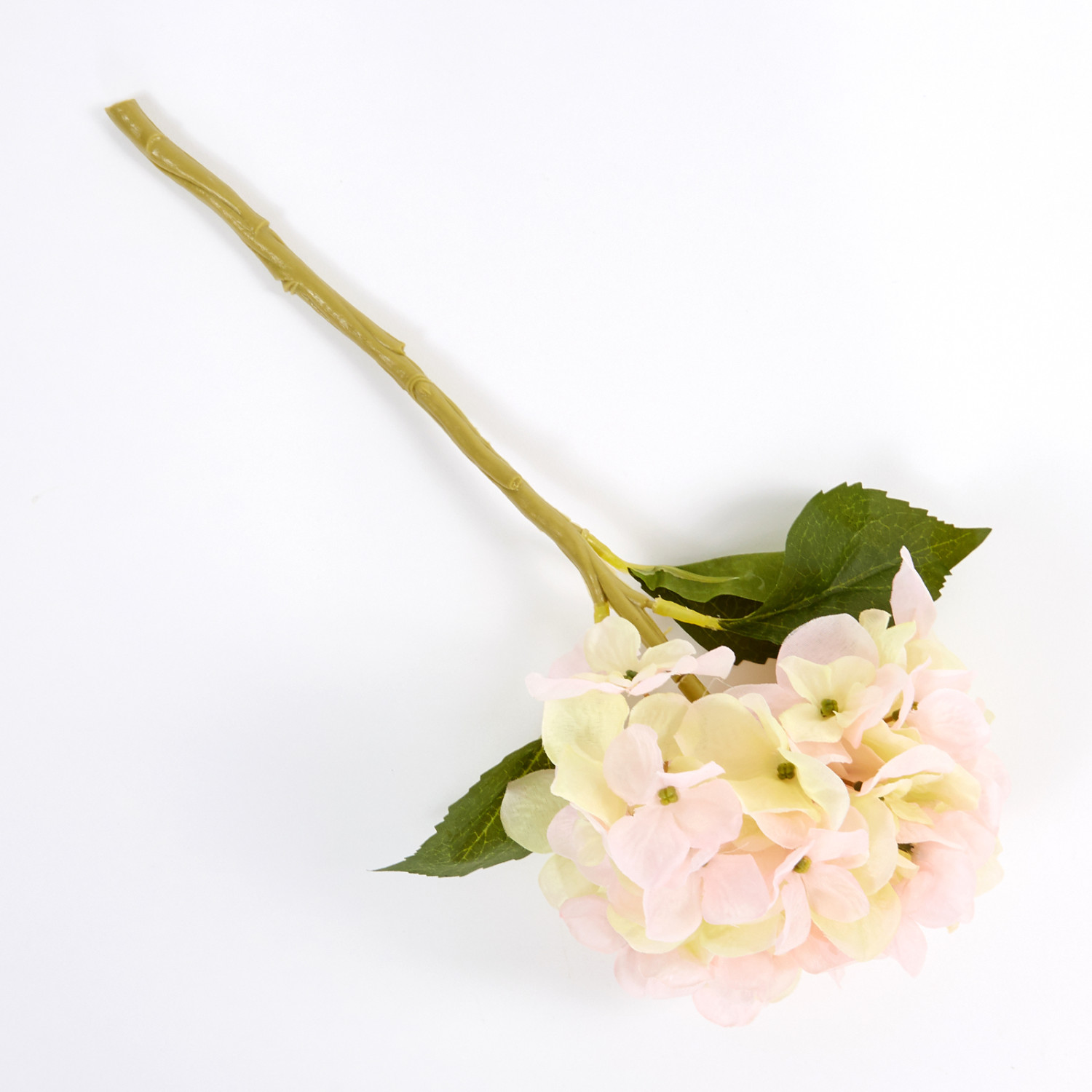 Цветок Hortensia - фото № 2