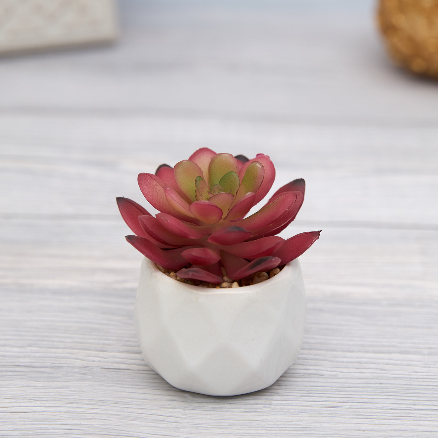 Суккулент Cipolleto - фото № 2