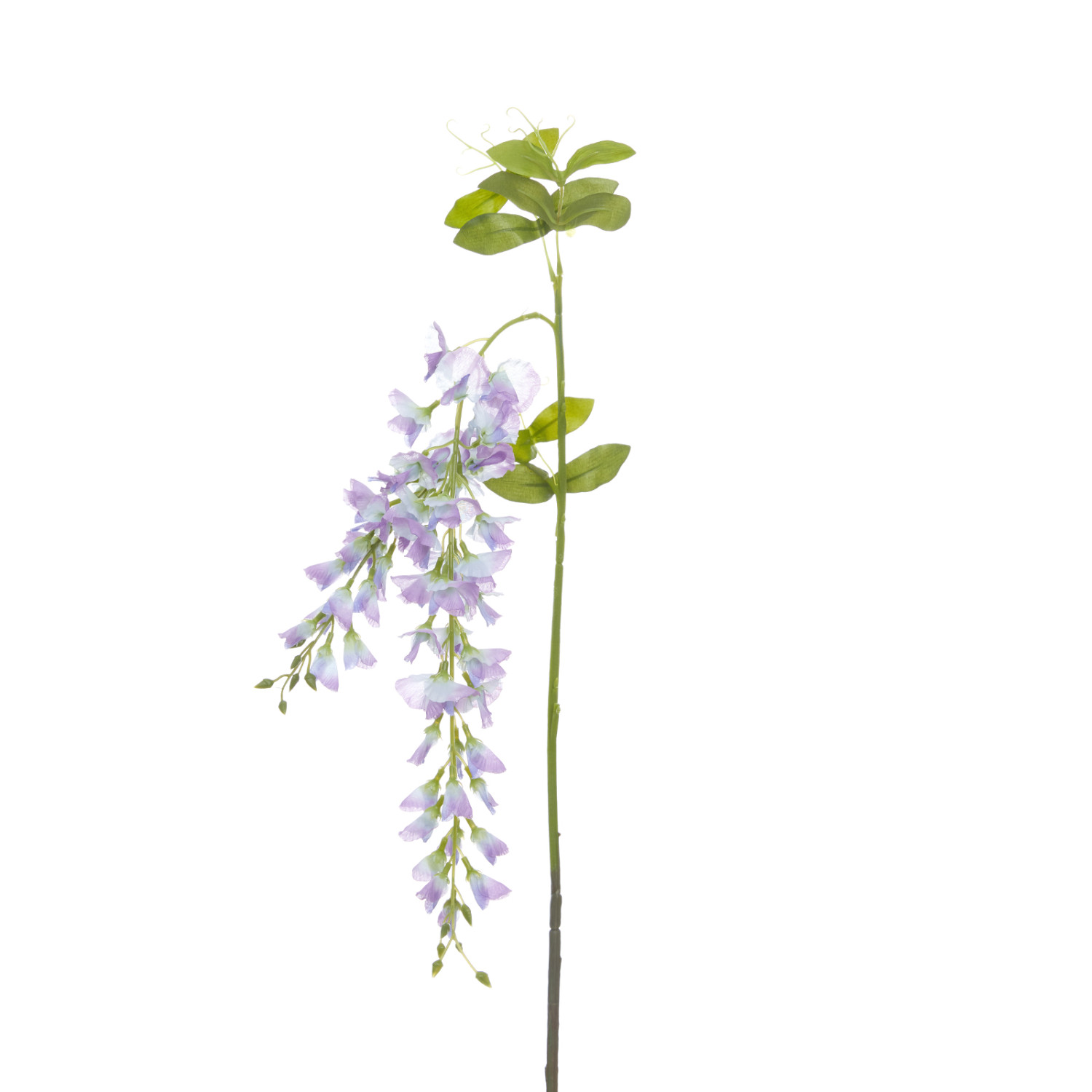 Цветок Ostra II - фото № 2