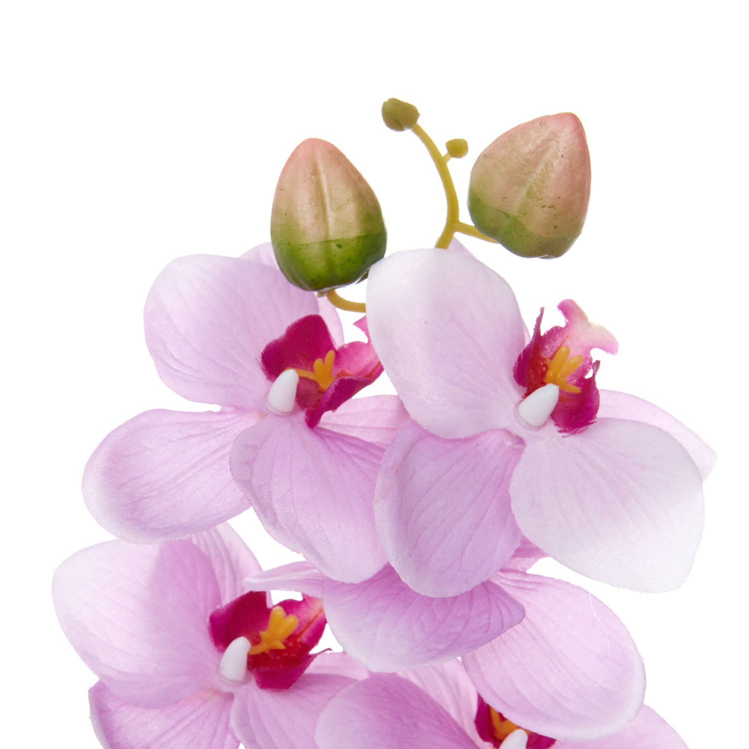 Цветок Sigillo - фото № 3