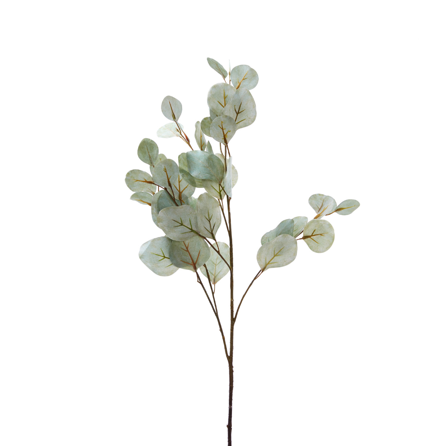 Ветвь Eucalipto