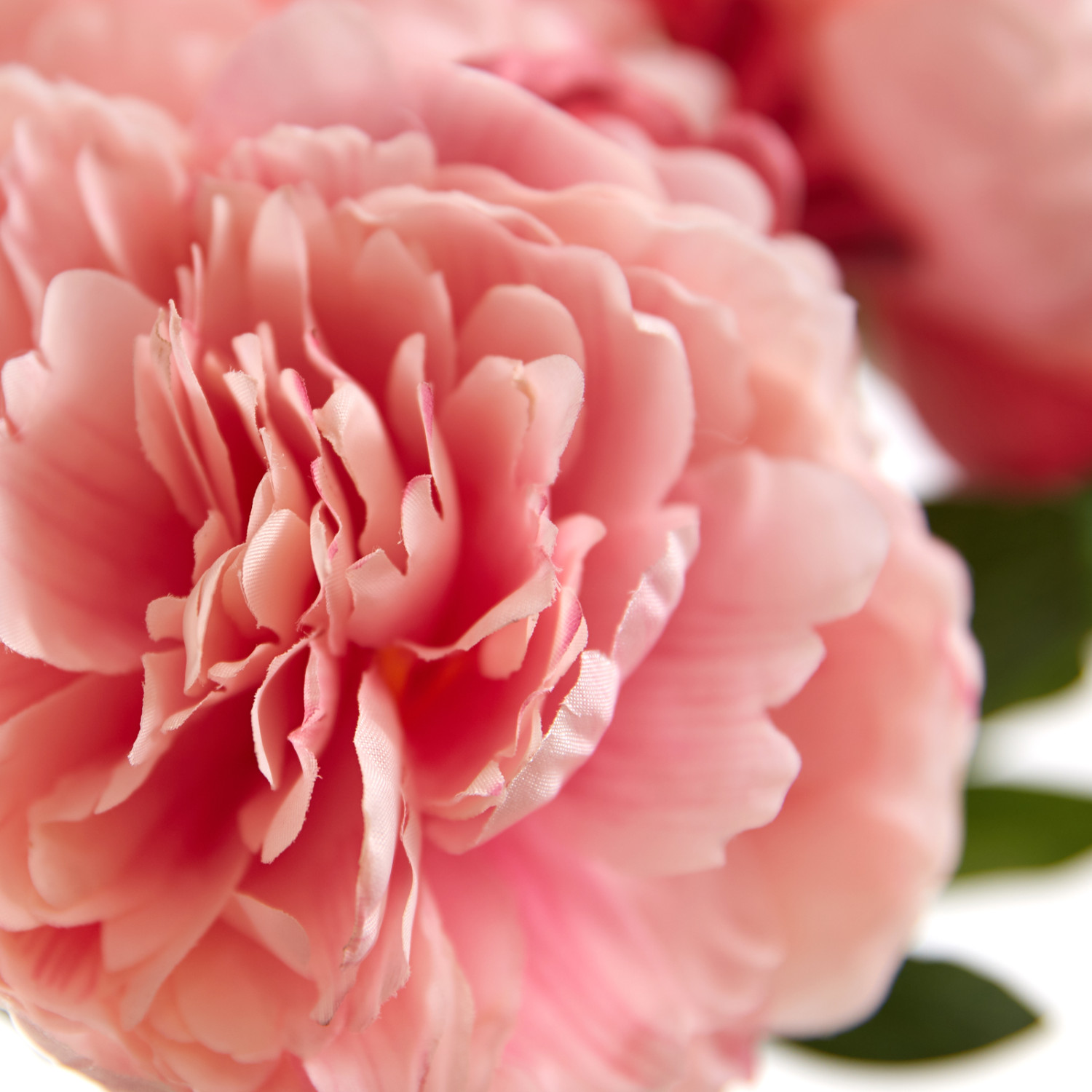 Цветок Giusvalla - фото № 3