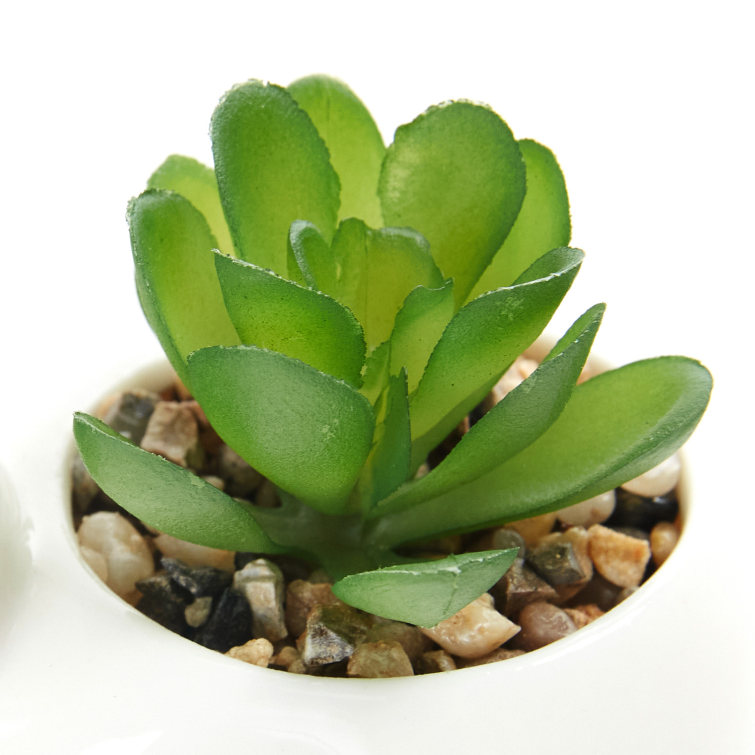 Суккулент Villamar - фото № 2