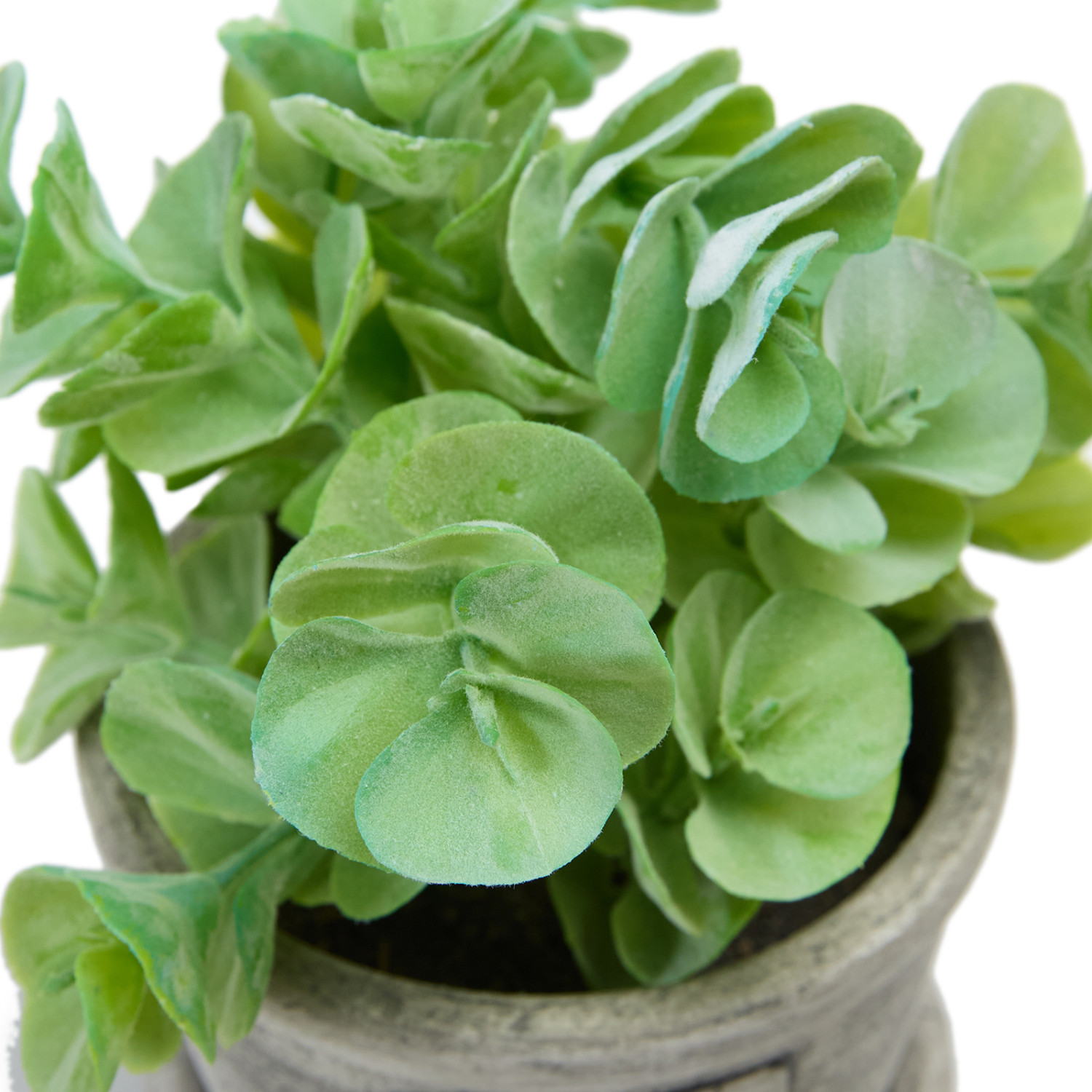 Цветок в горшке Turania - фото № 2