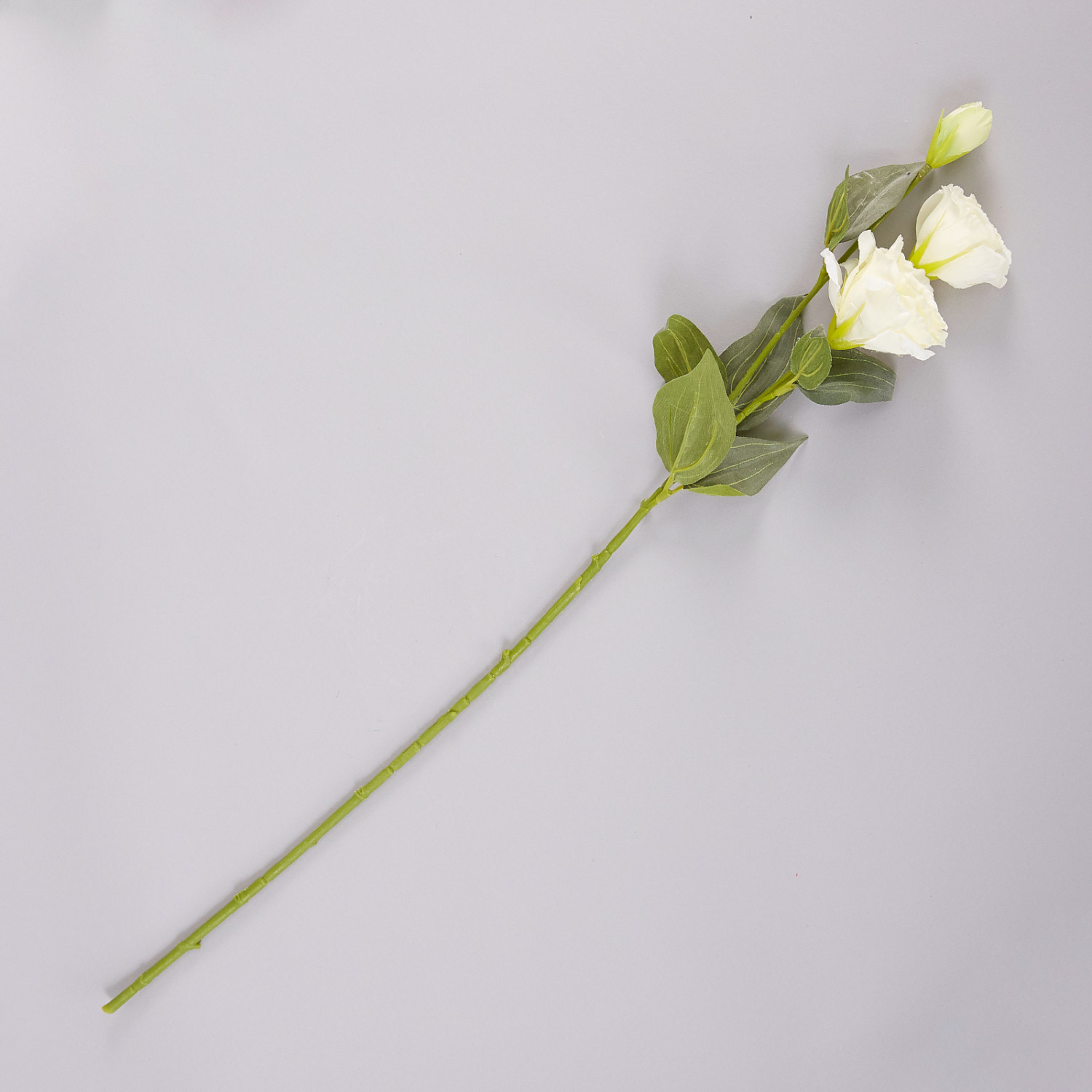 Цветок Eustoma - фото № 2