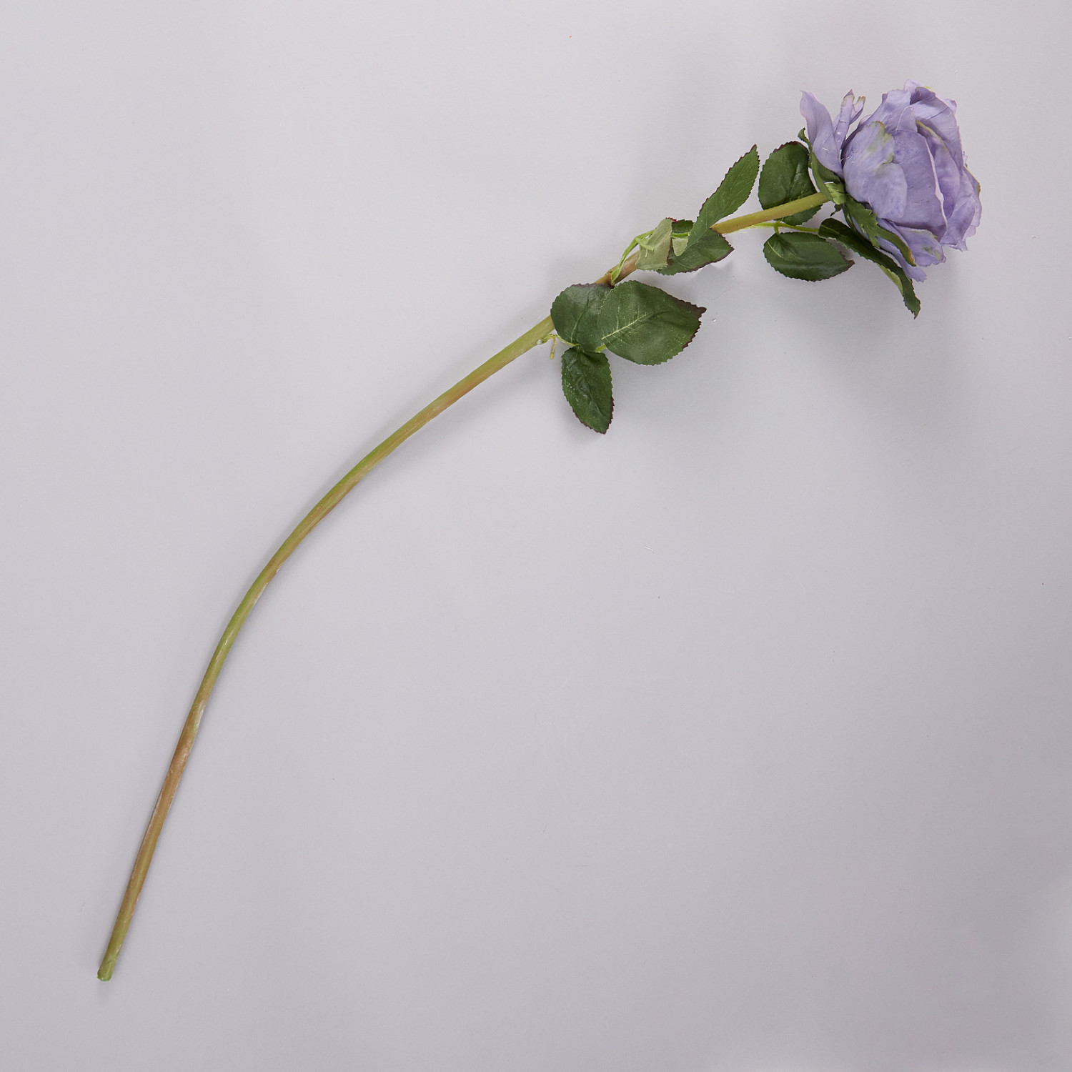 Цветок Jesi - фото № 2