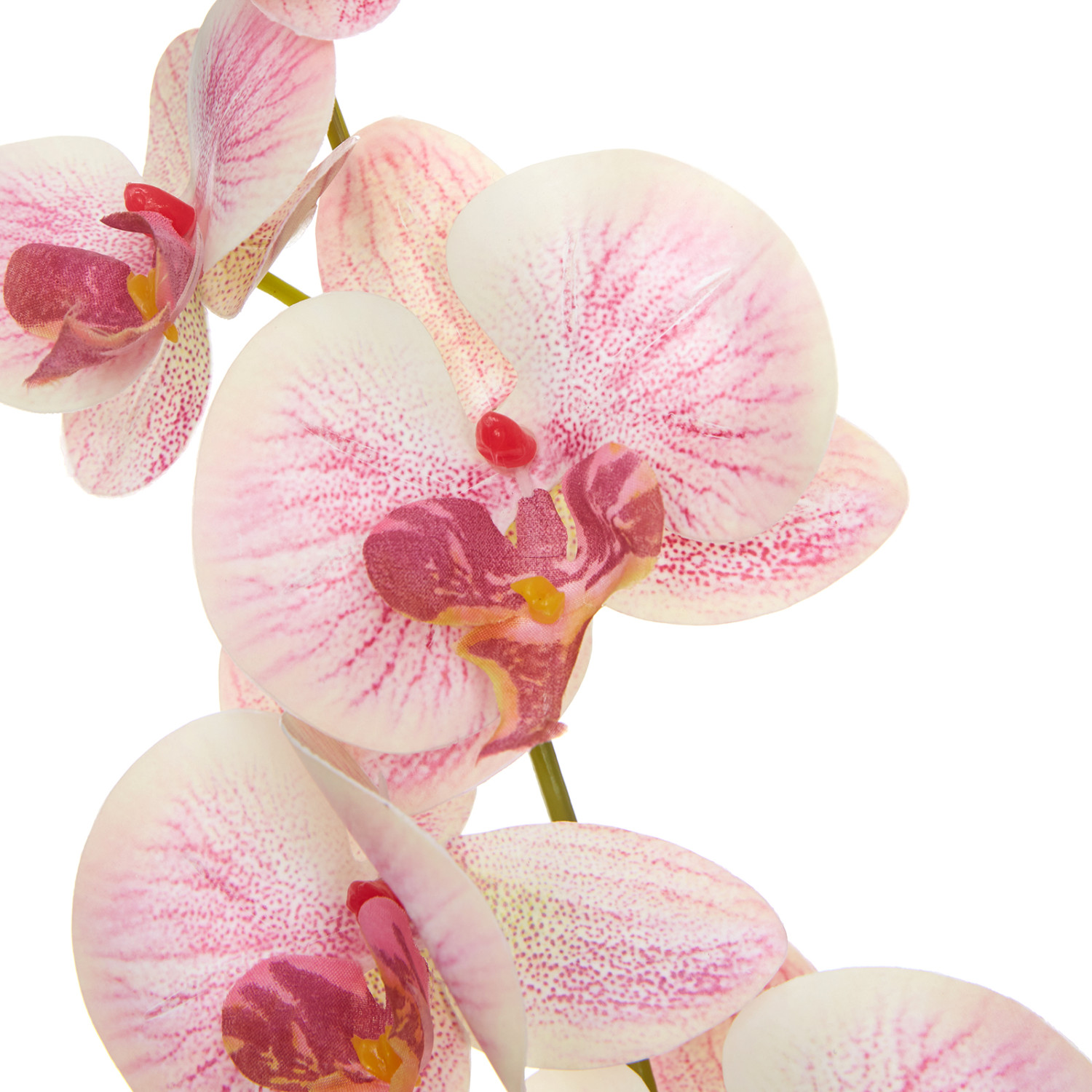 Цветок Tadino - фото № 3