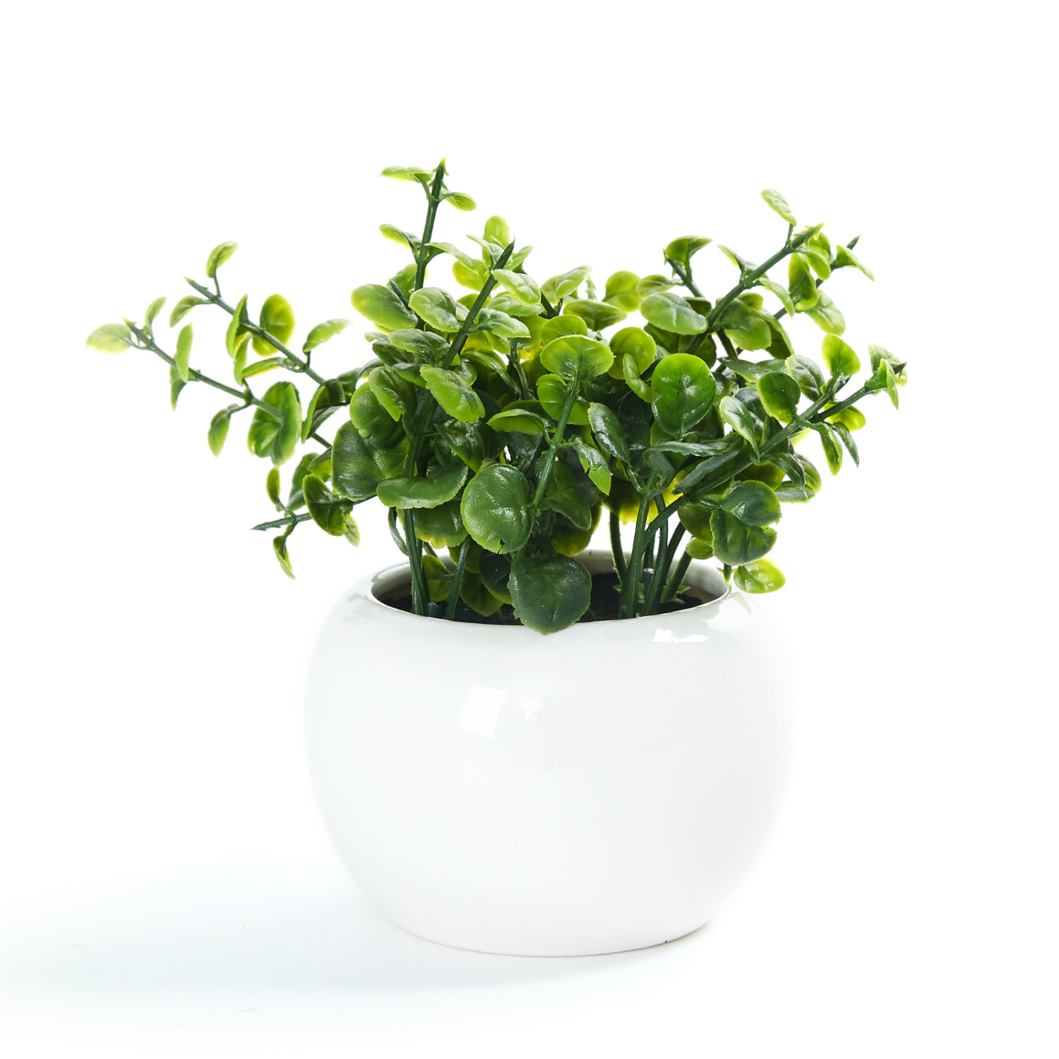 Суккулент Sorgono