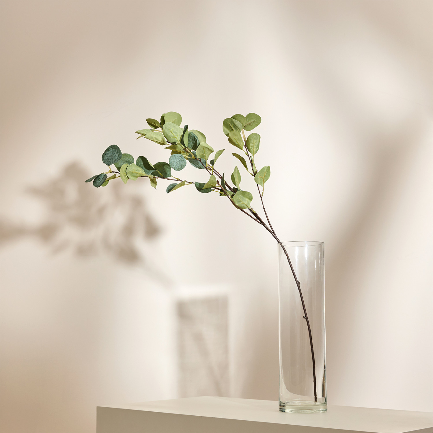 Ветвь Eucalyptus populus - фото № 2