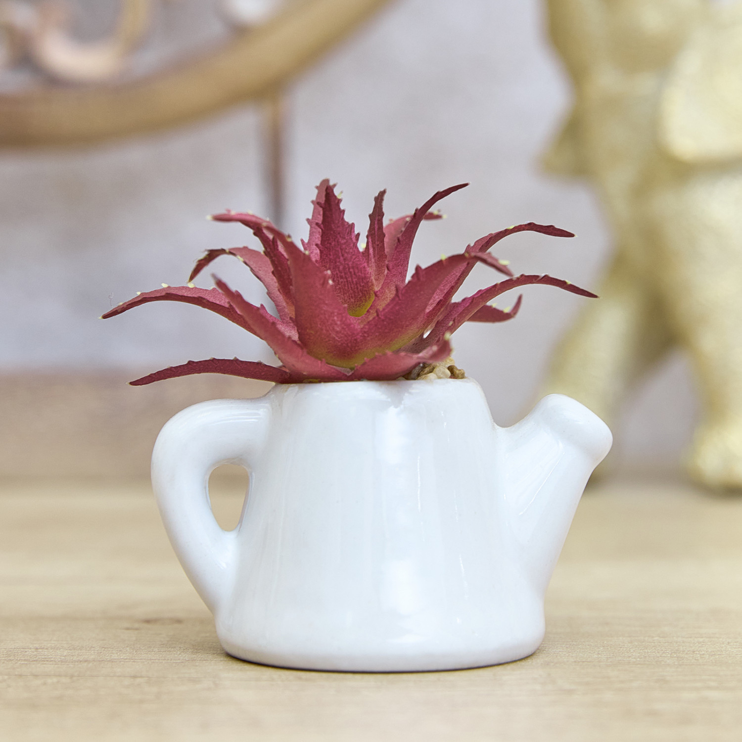 Суккулент Cabernardi