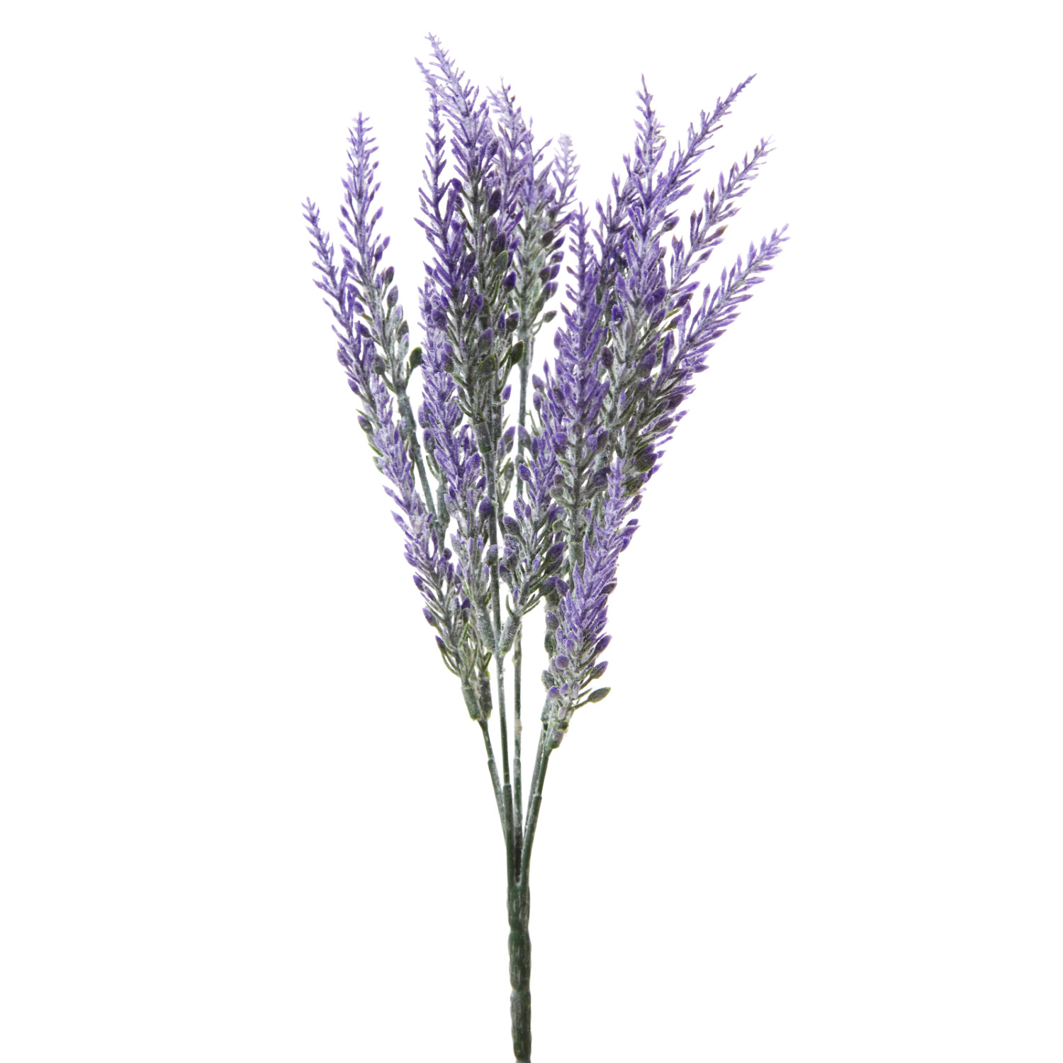 Цветок Lavanda