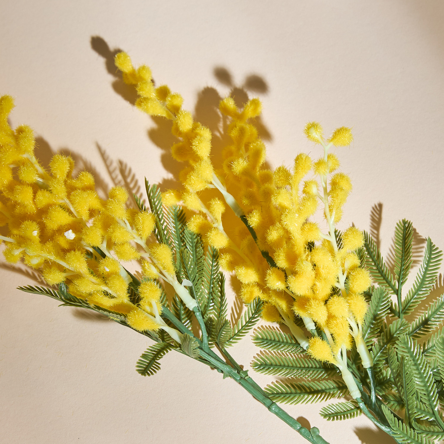 Ветвь Mimosa - фото № 2