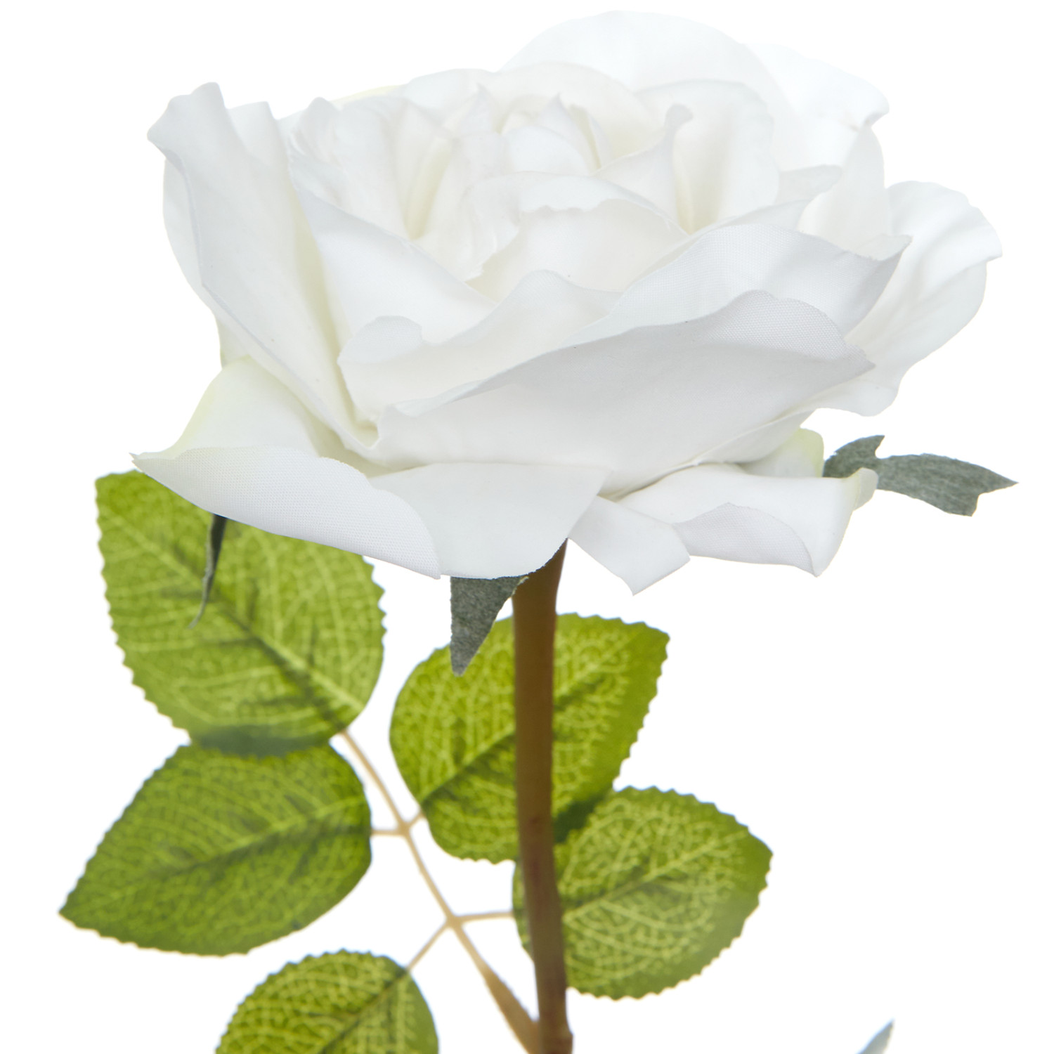 Цветок Cantiano