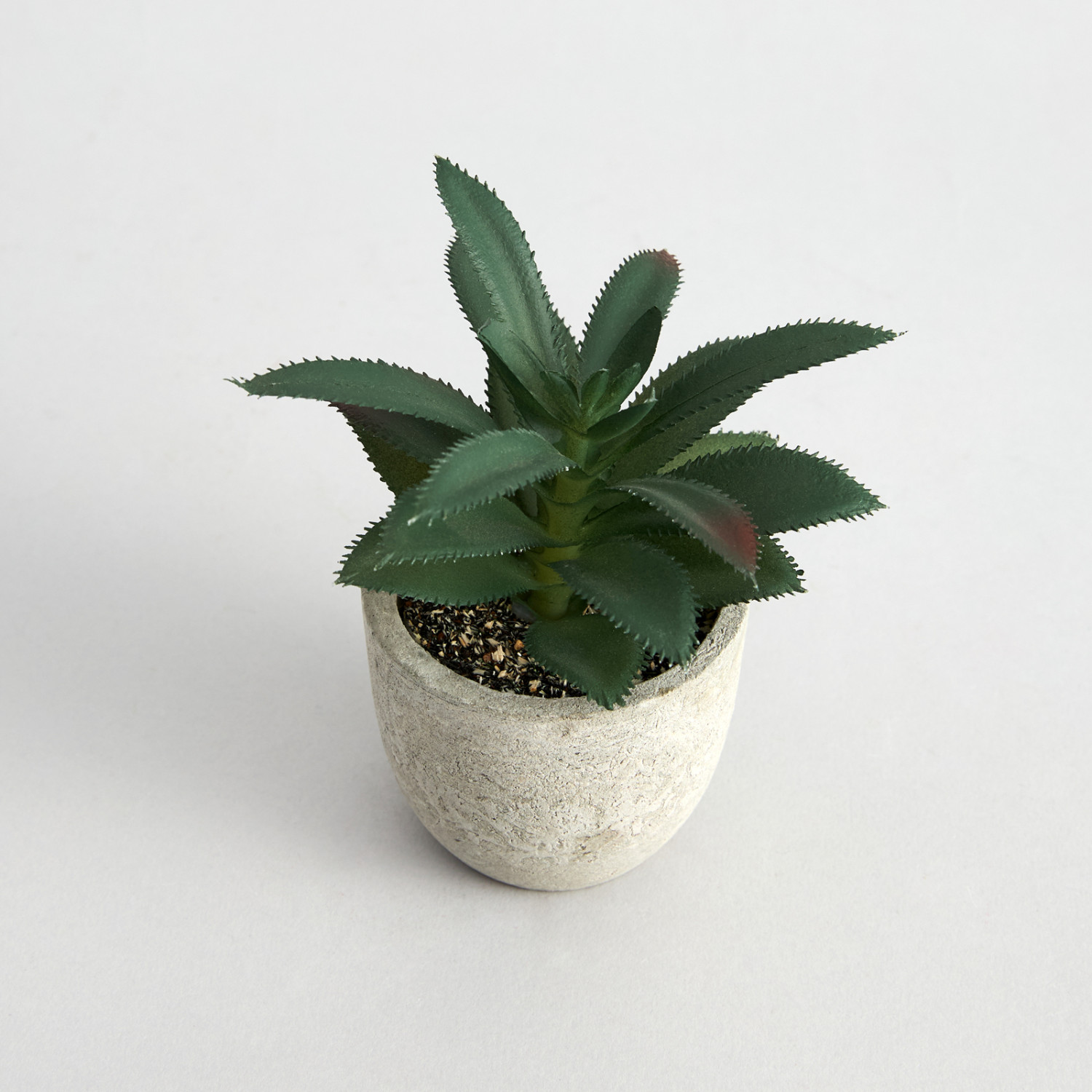 Суккулент Terni I - фото № 2