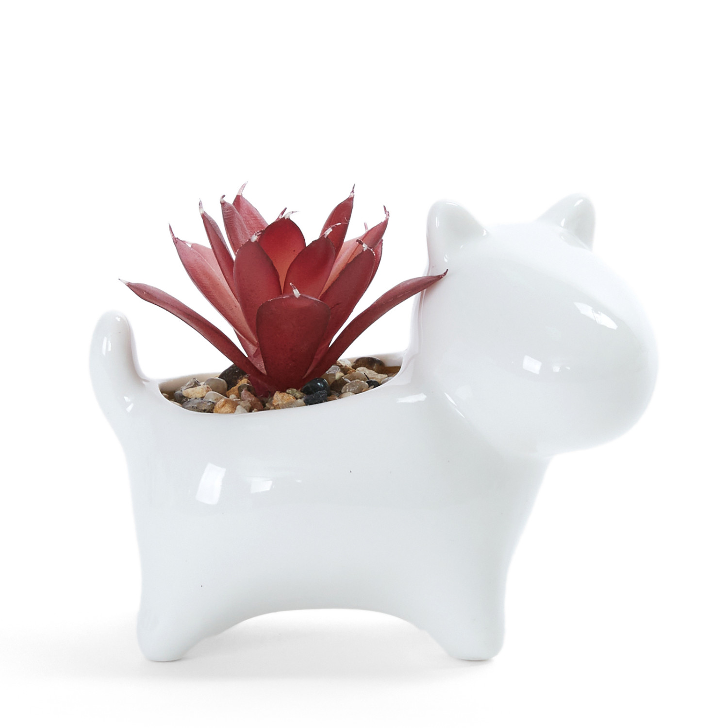 Суккулент Villamara