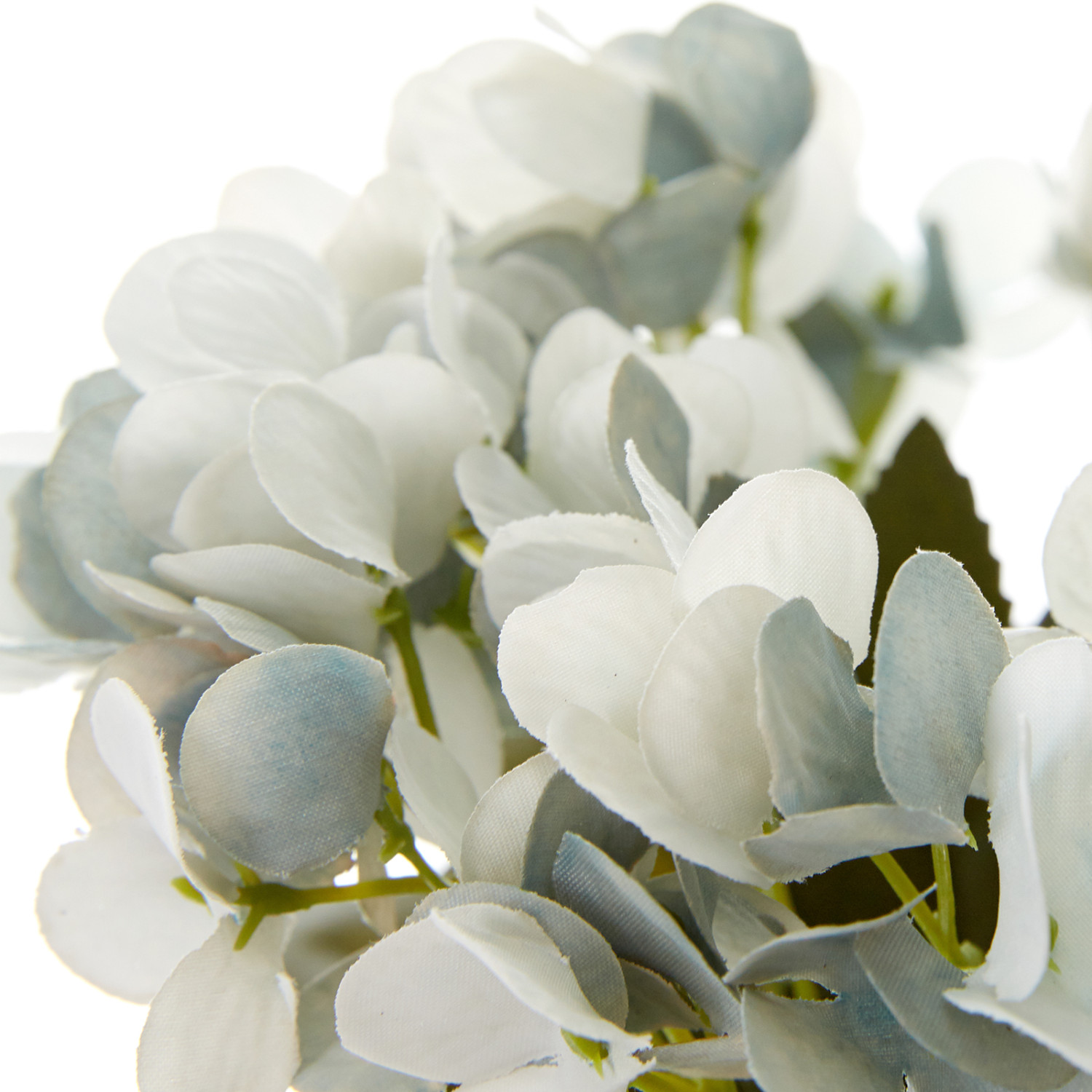 Цветок Gortenzija - фото № 2