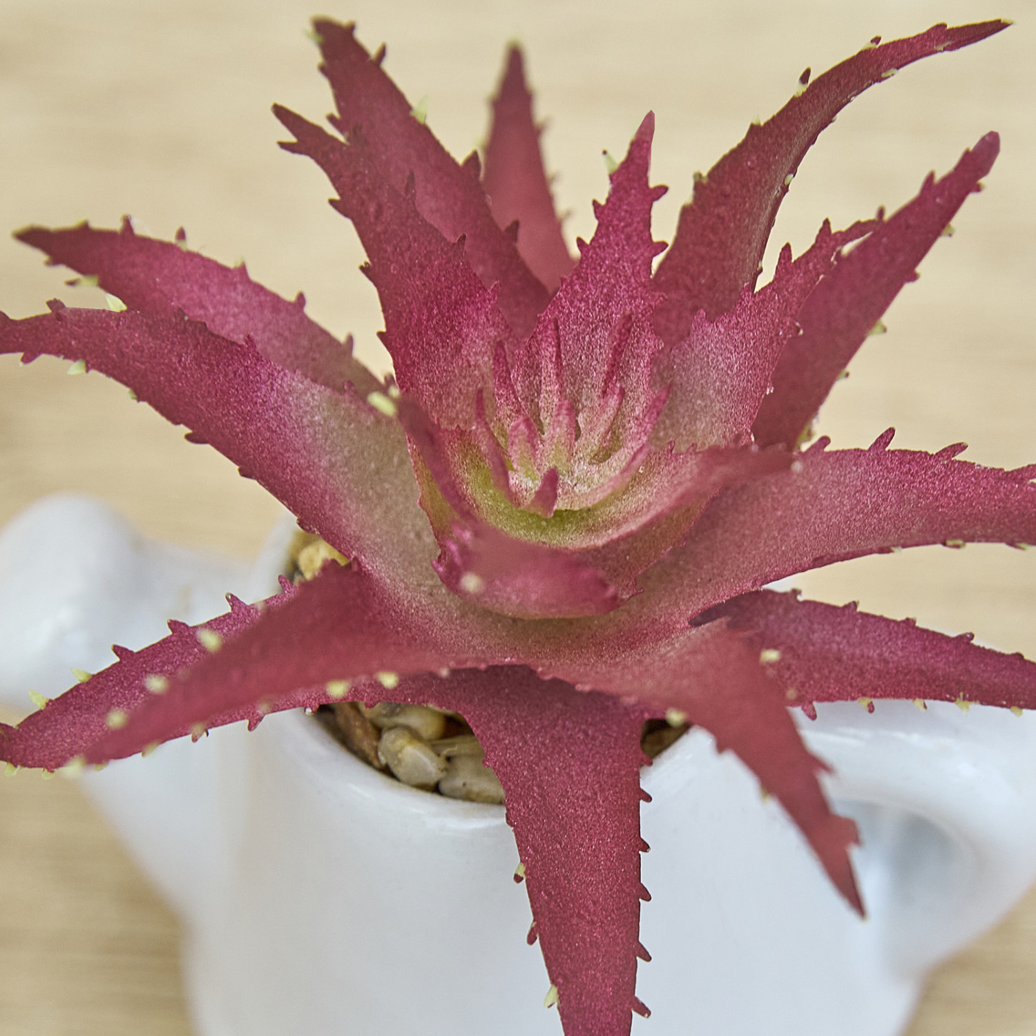 Суккулент Cabernardi - фото № 2