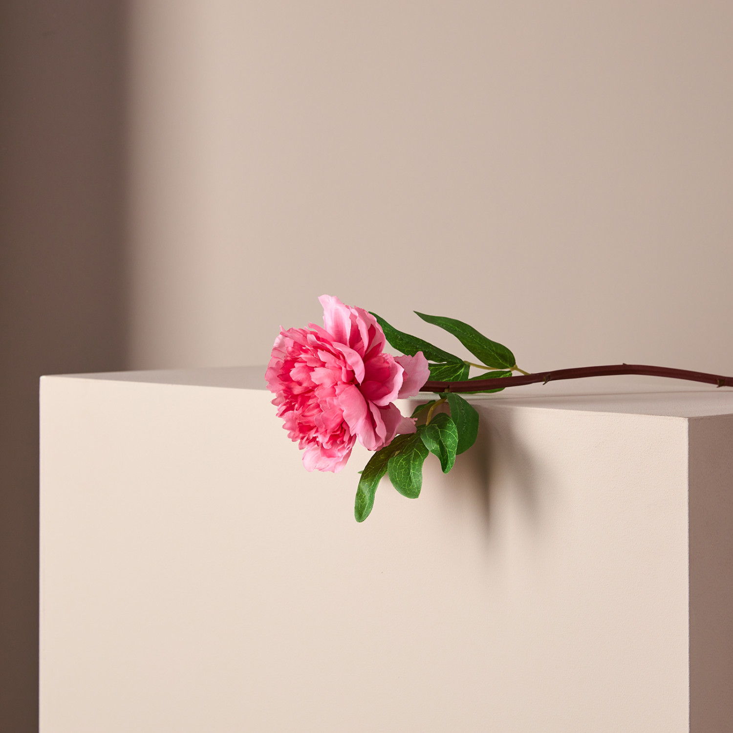 Цветок Peony - фото № 2