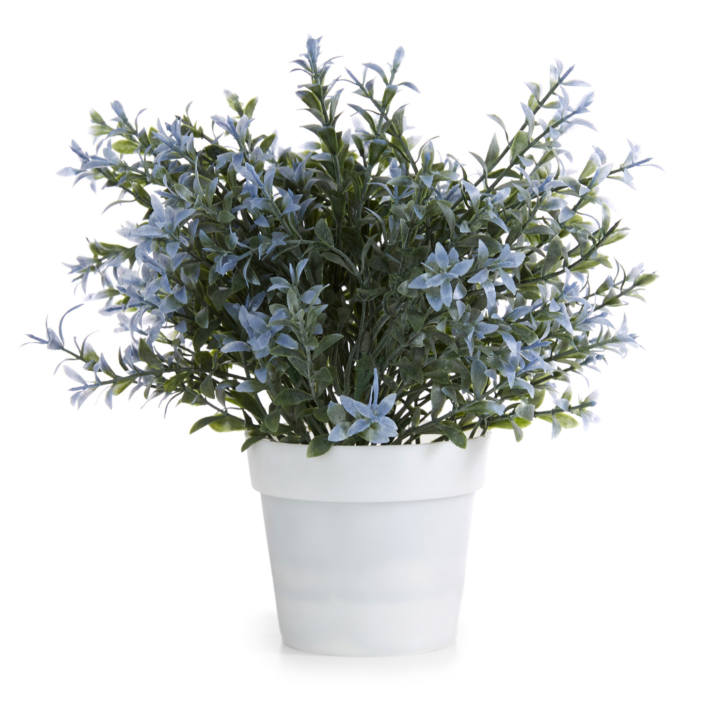 Цветок в горшке Lavanda coperta - фото № 3