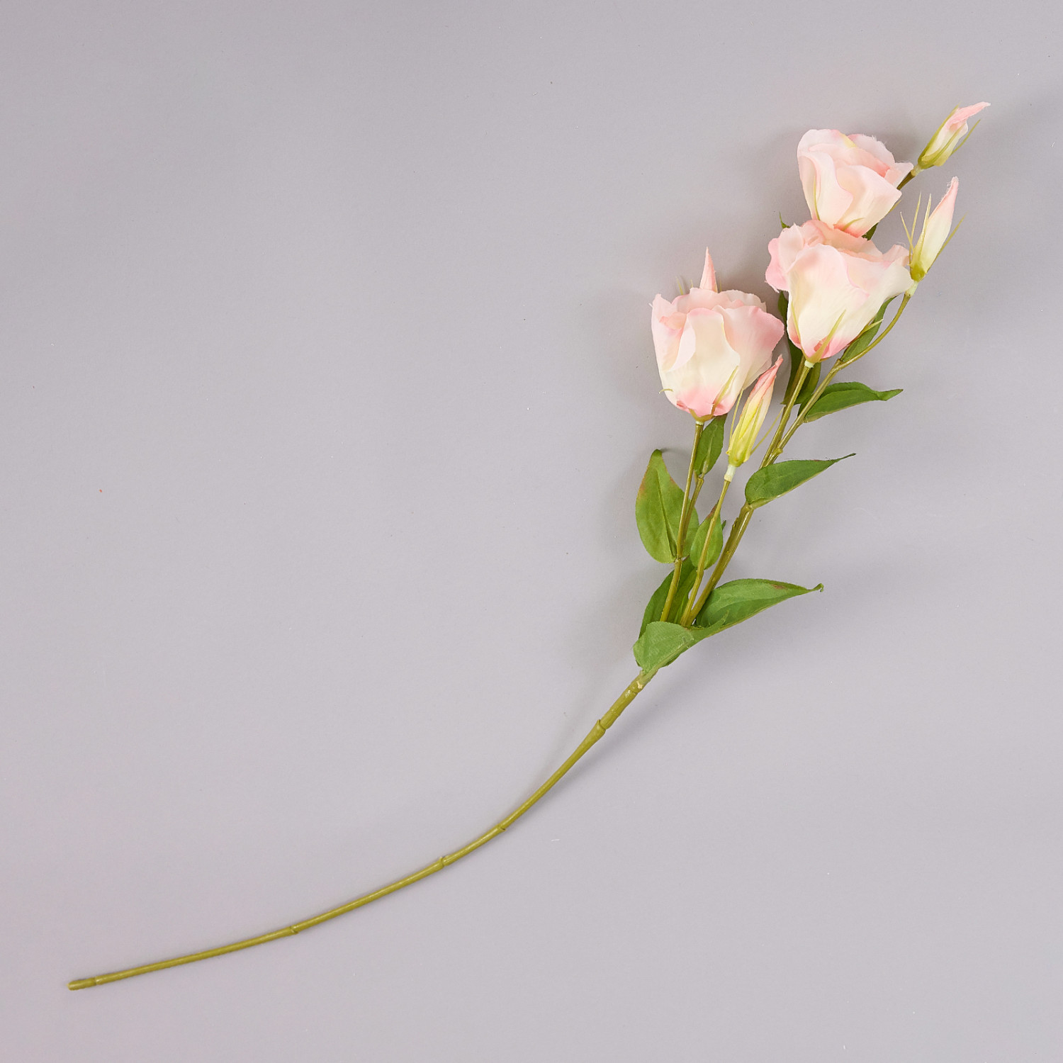 Цветок Eustoma - фото № 2