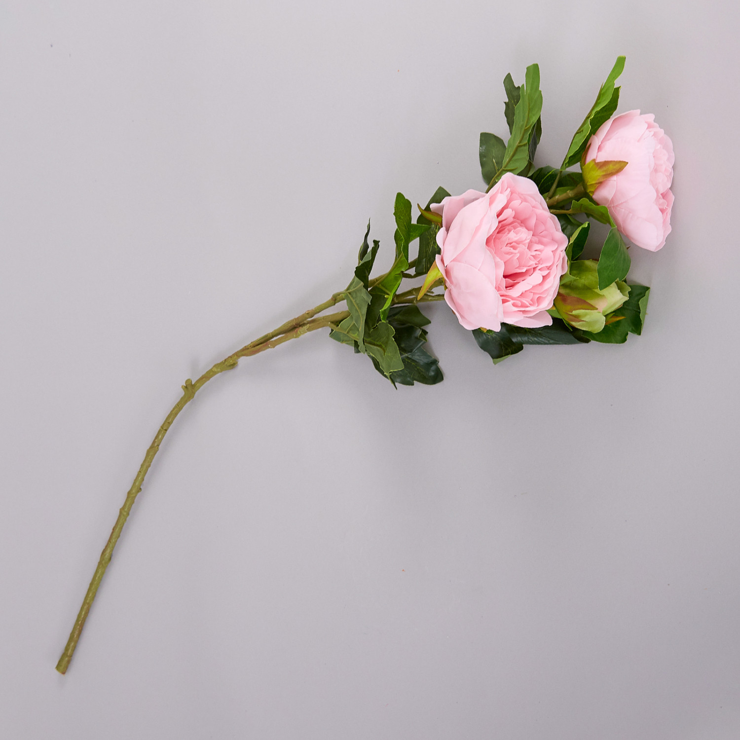 Цветок Peony - фото № 2