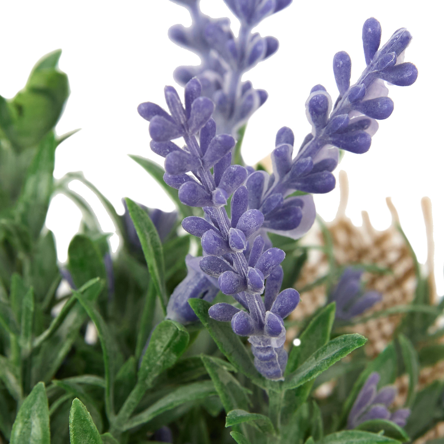 Цветок Uria II - фото № 4