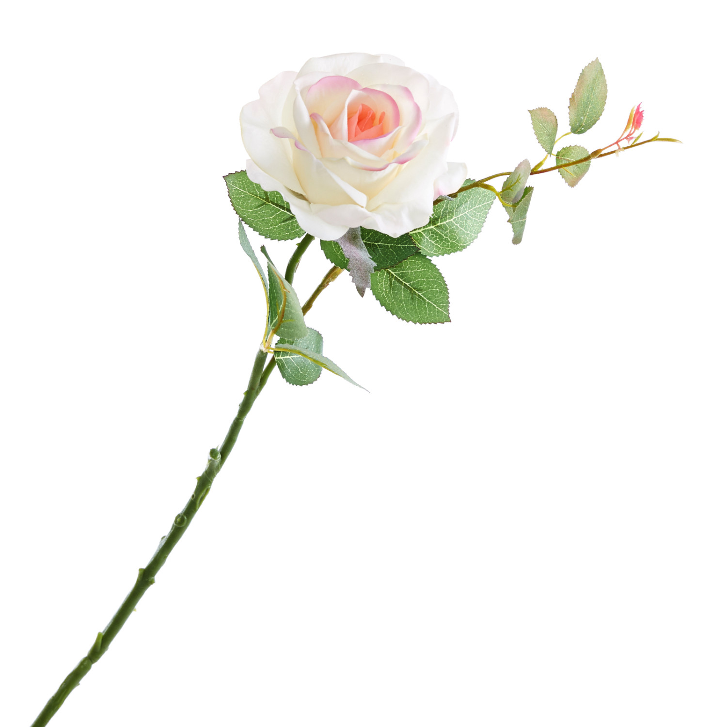 Цветок Peligna - фото № 2