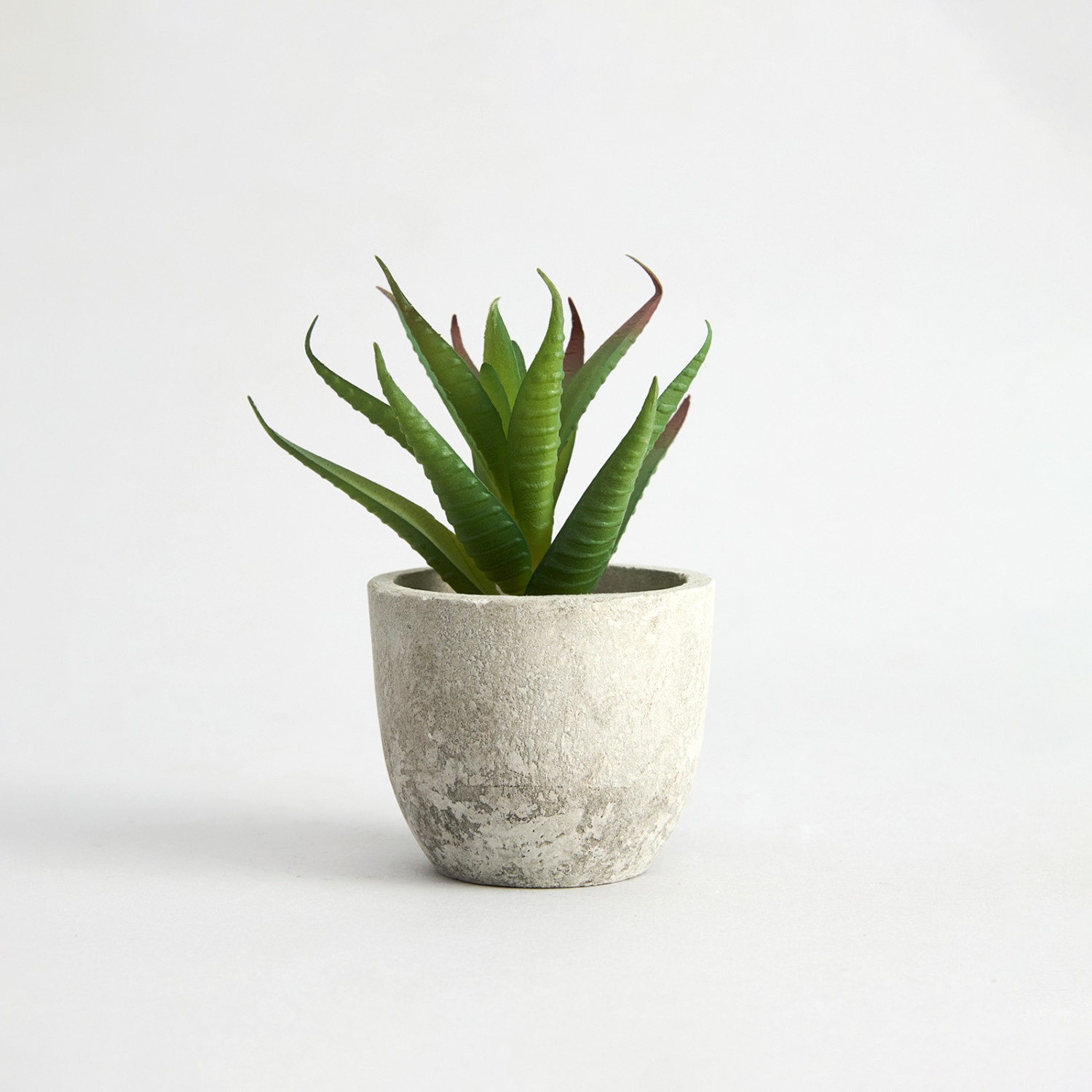 Суккулент Terni II