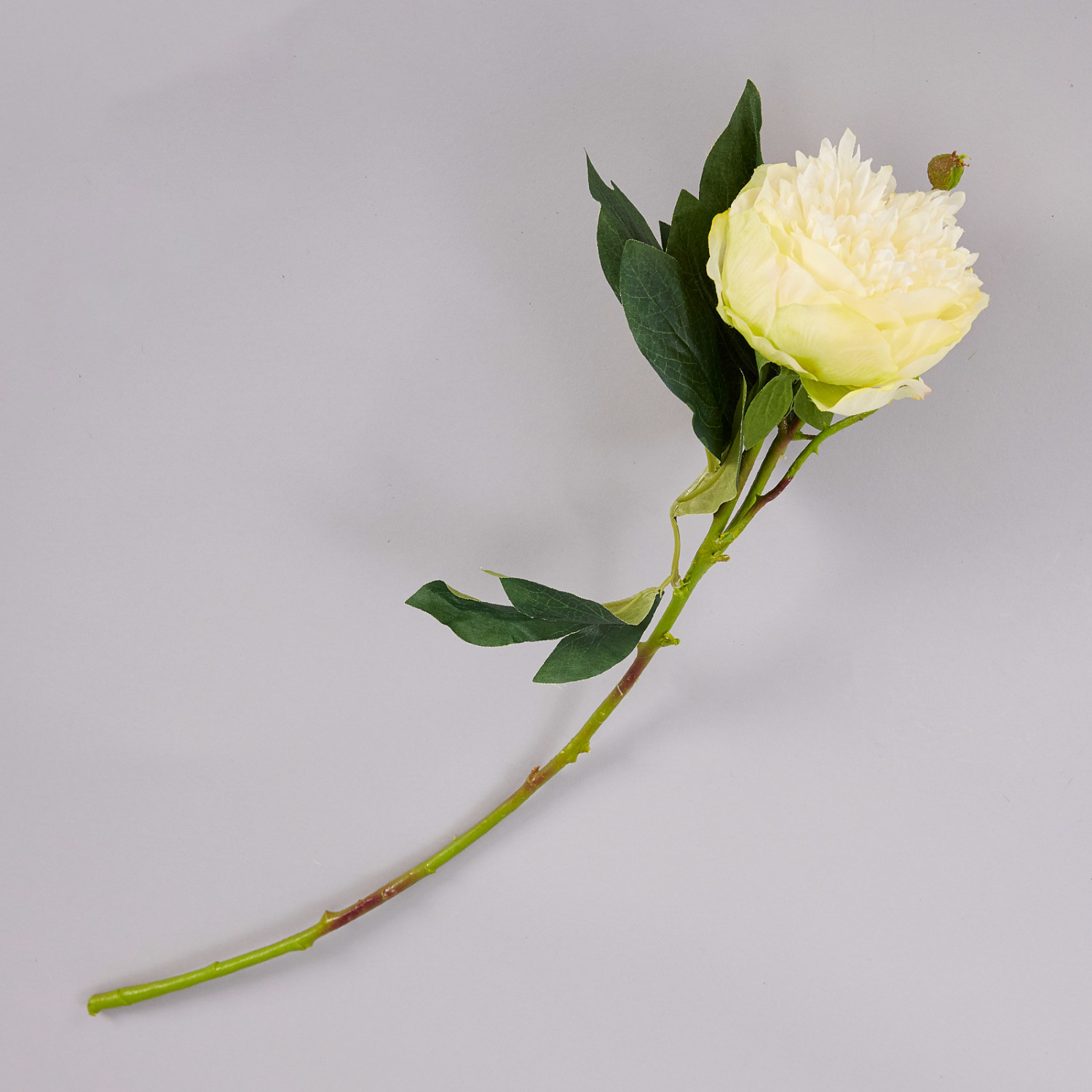 Цветок Peony - фото № 2