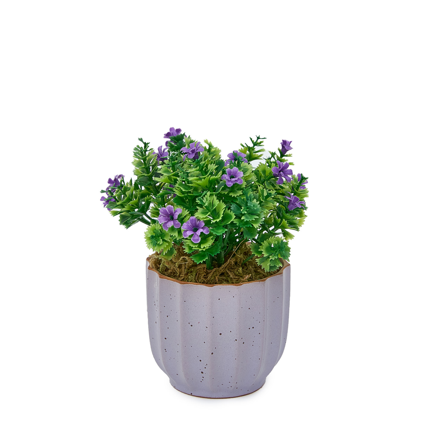 Цветок Corinaldo - фото № 3