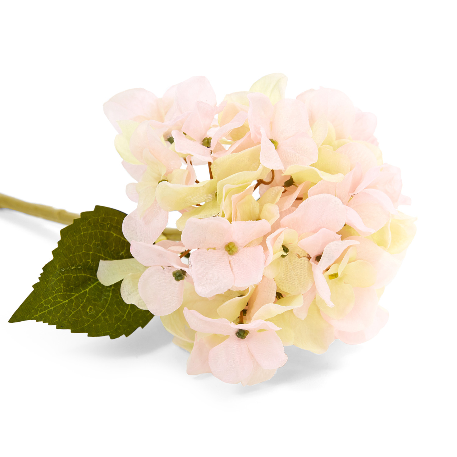 Цветок Hortensia