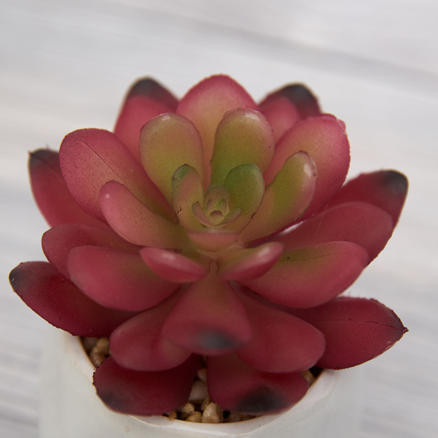 Суккулент Cipolleto