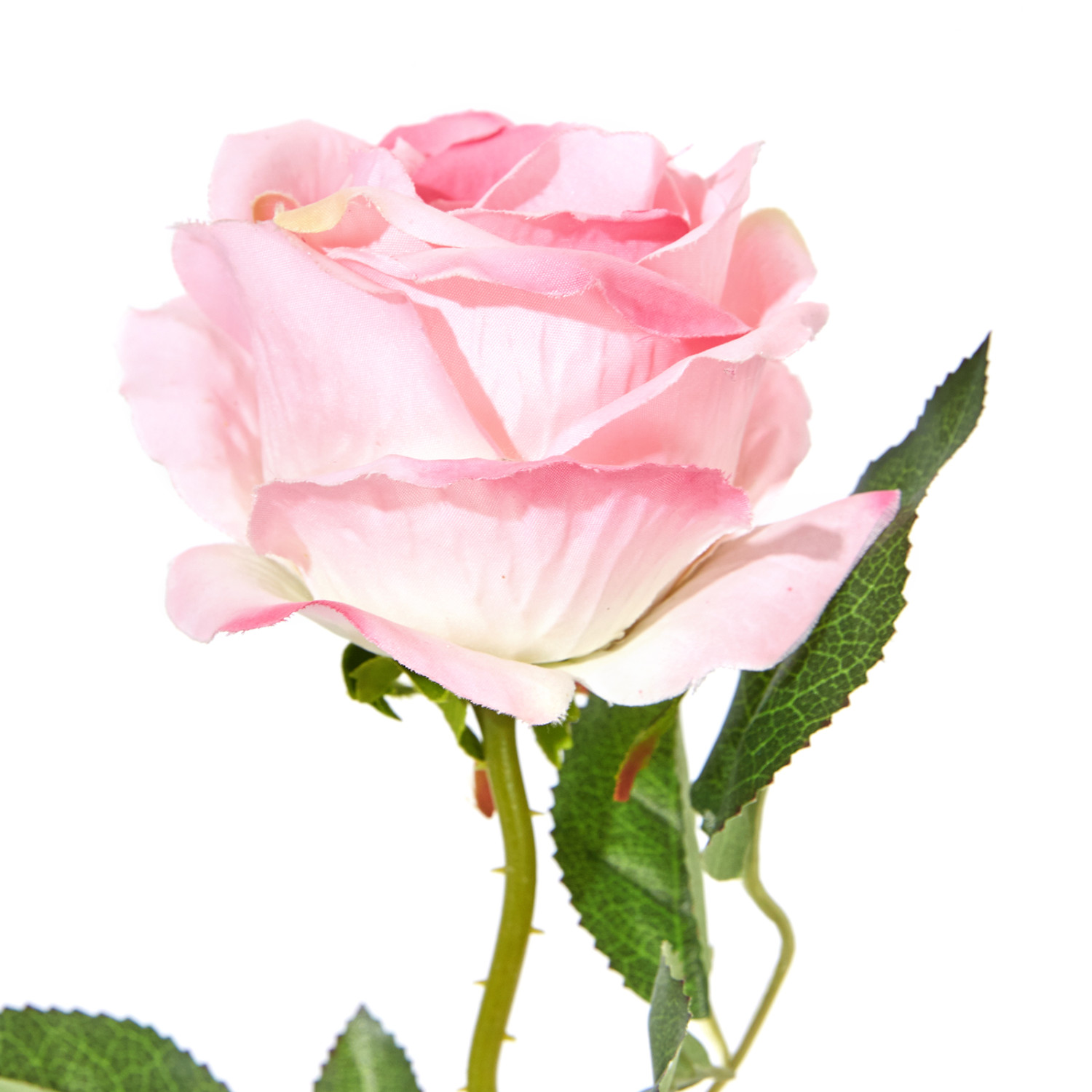 Цветок Rosa - фото № 2