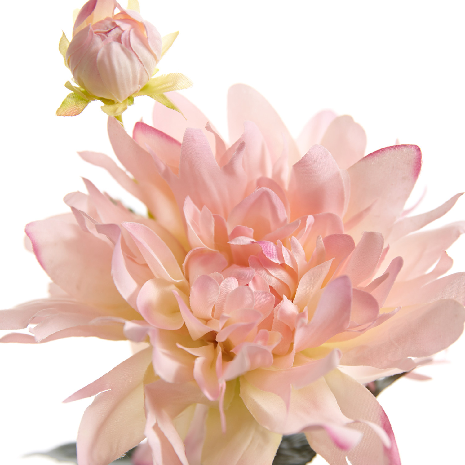 Цветок Teglio - фото № 3