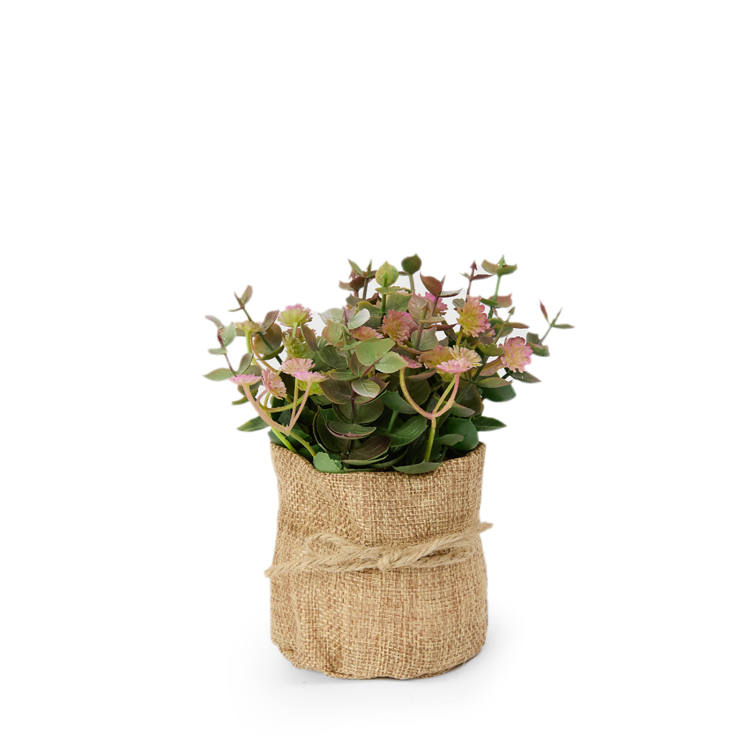 Цветок Ferrito - фото № 2