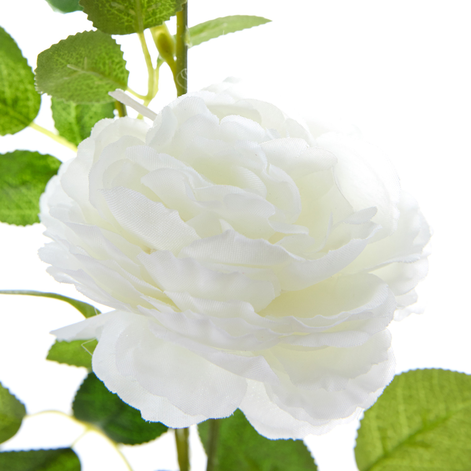 Цветок Rose - фото № 3