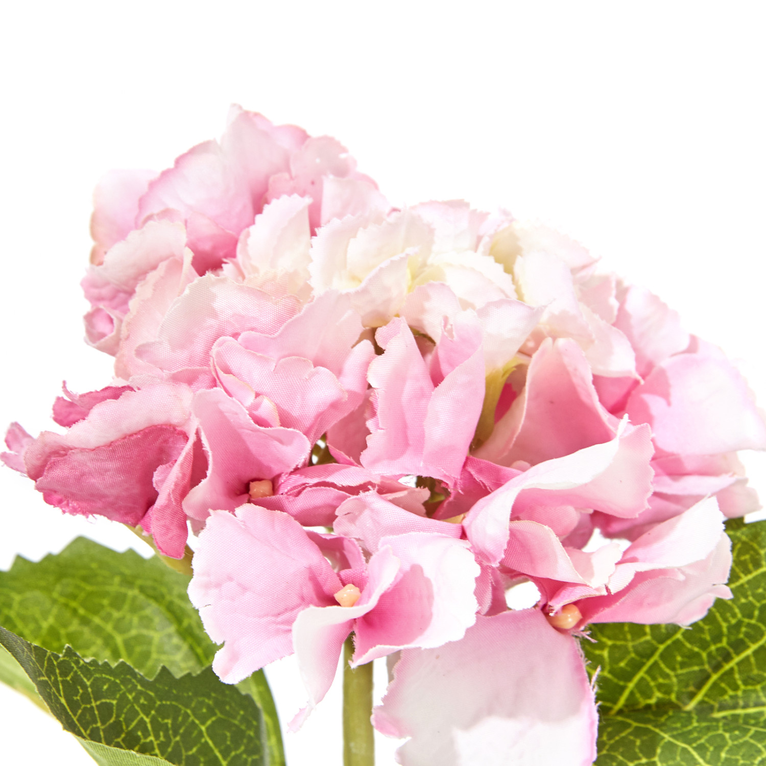 Цветок Giardino - фото № 2