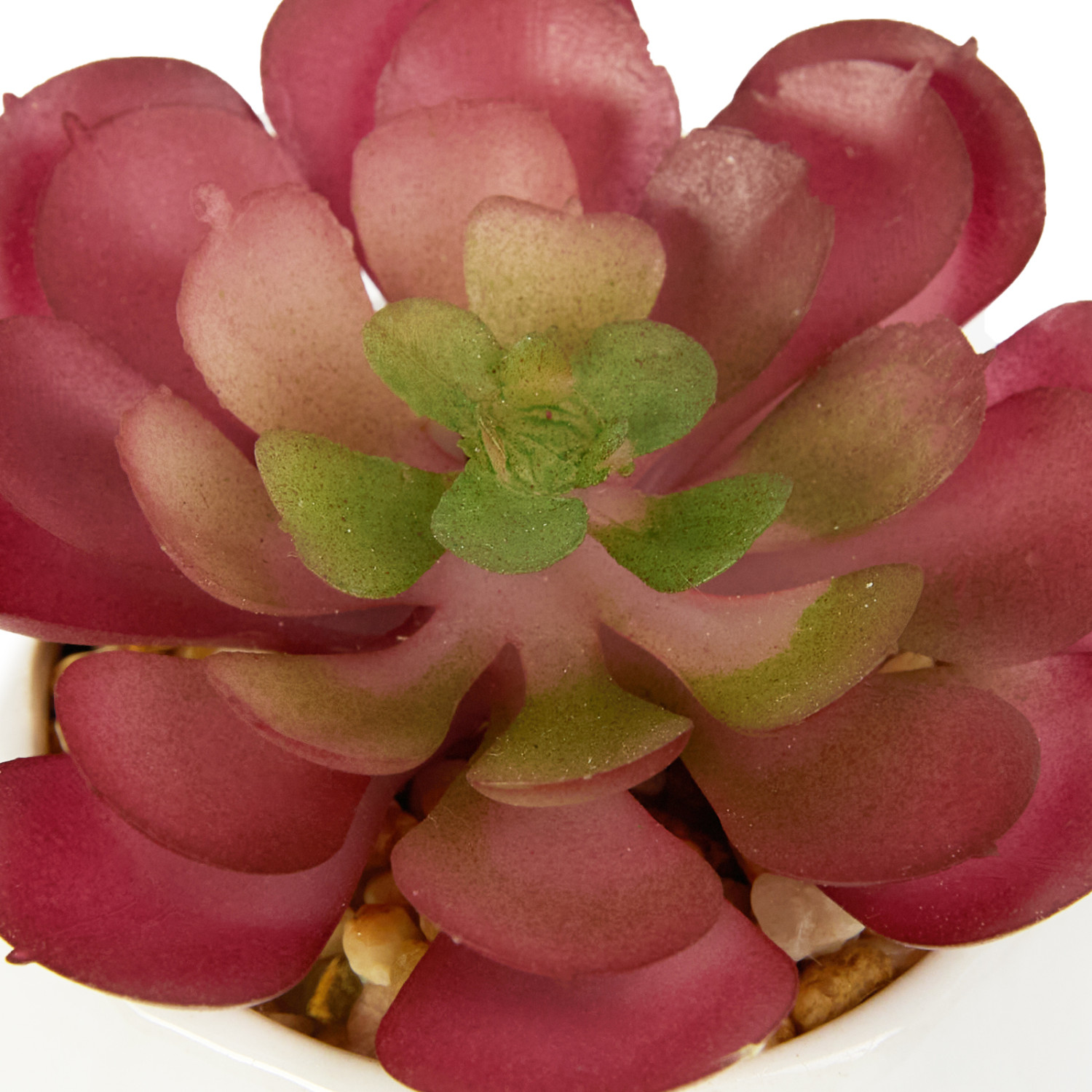 Суккулент Siano - фото № 4