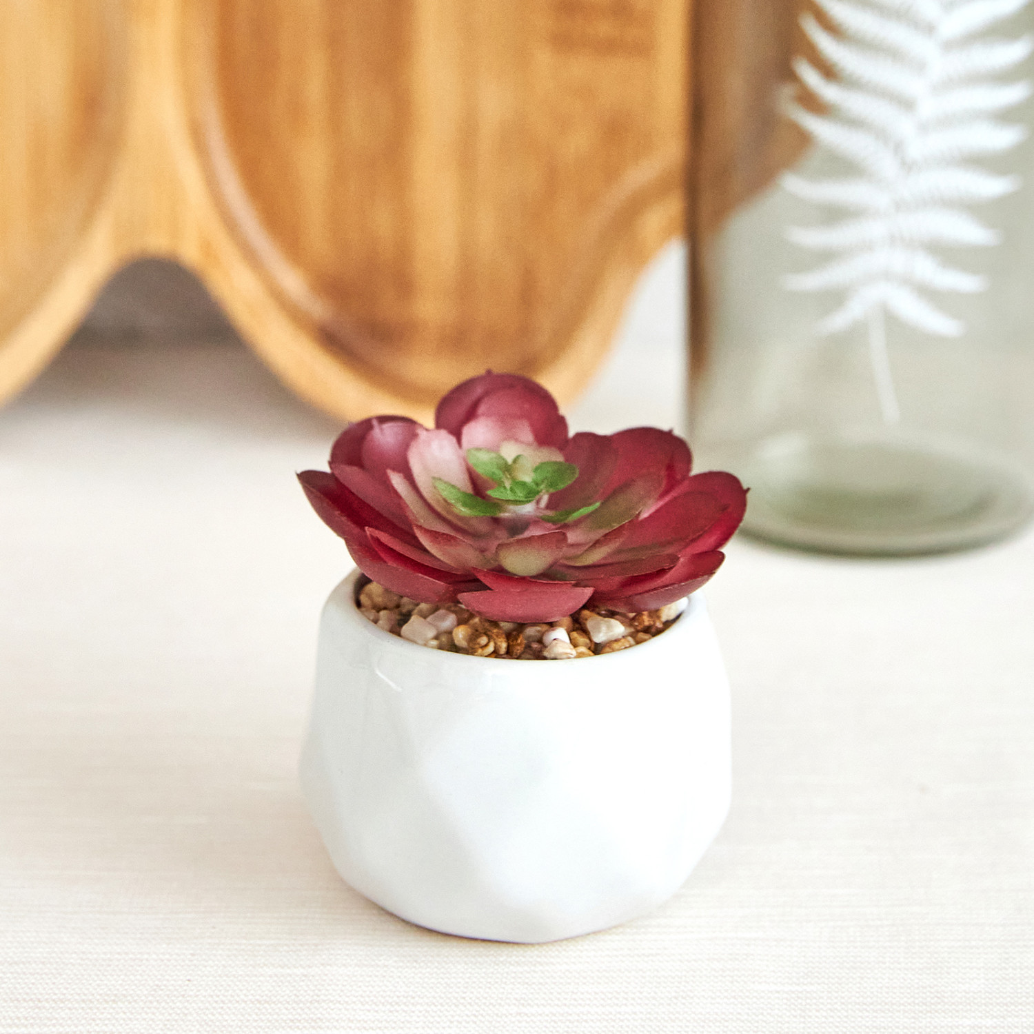 Суккулент Siano - фото № 2