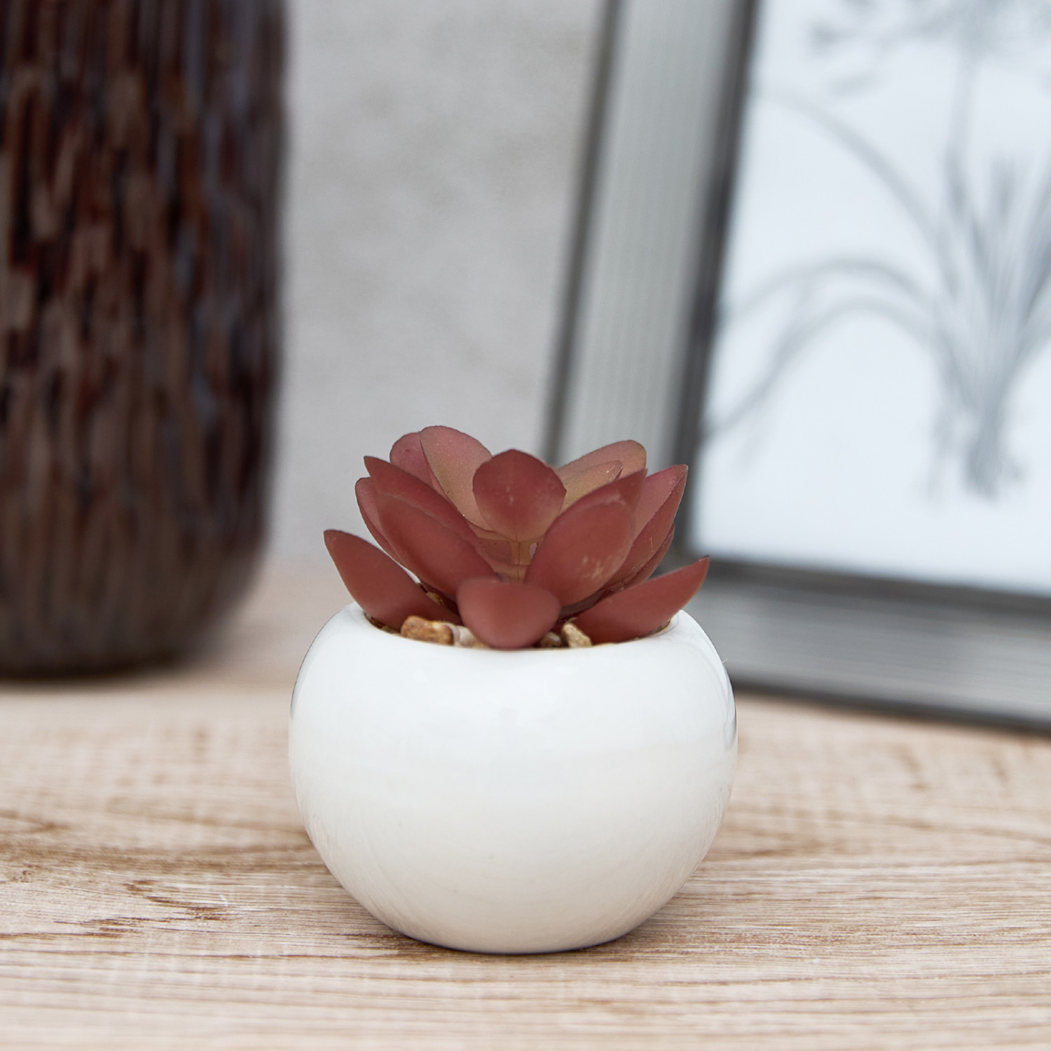 Суккулент Montefino - фото № 2