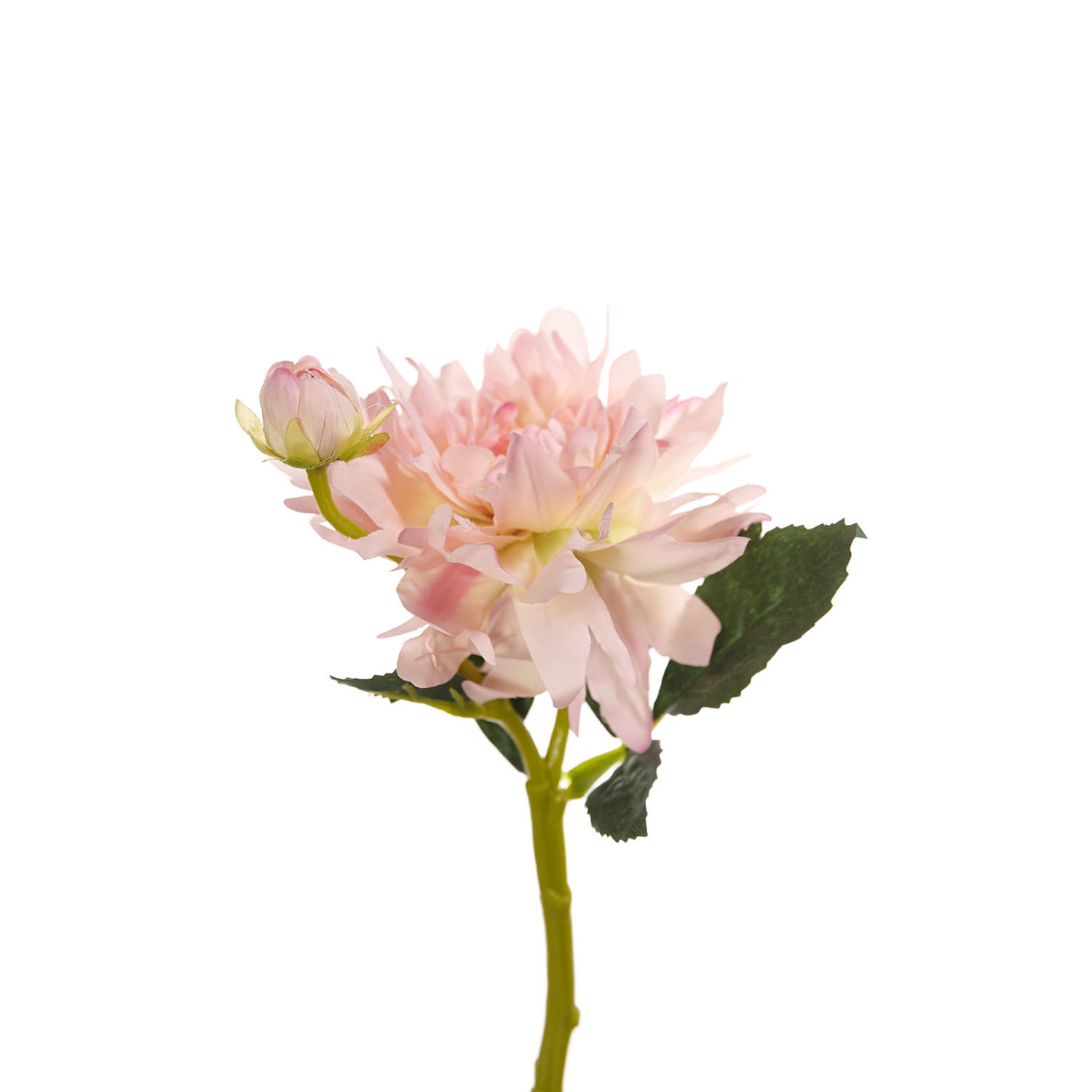 Цветок Teglio - фото № 2