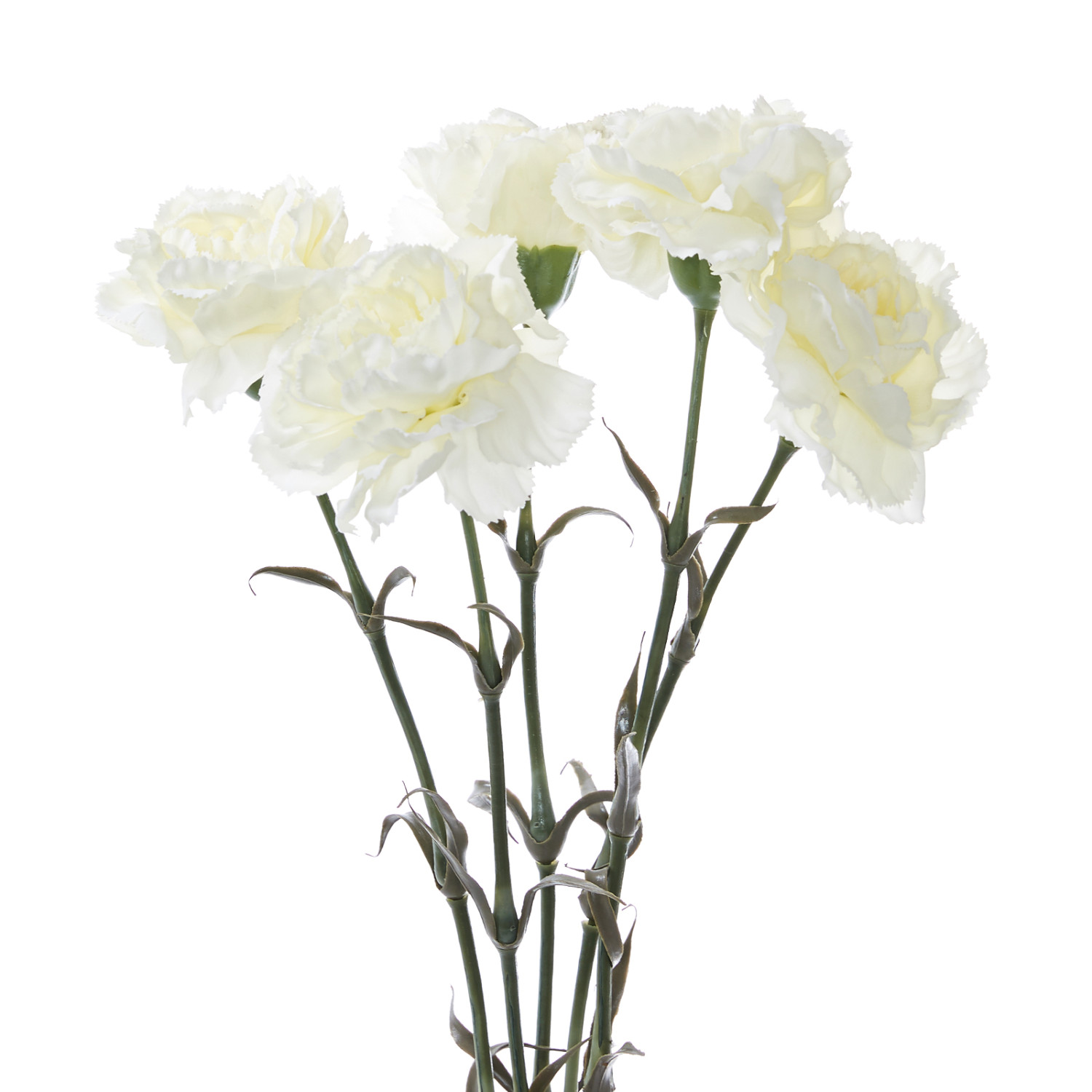 Цветок Garofano - фото № 2