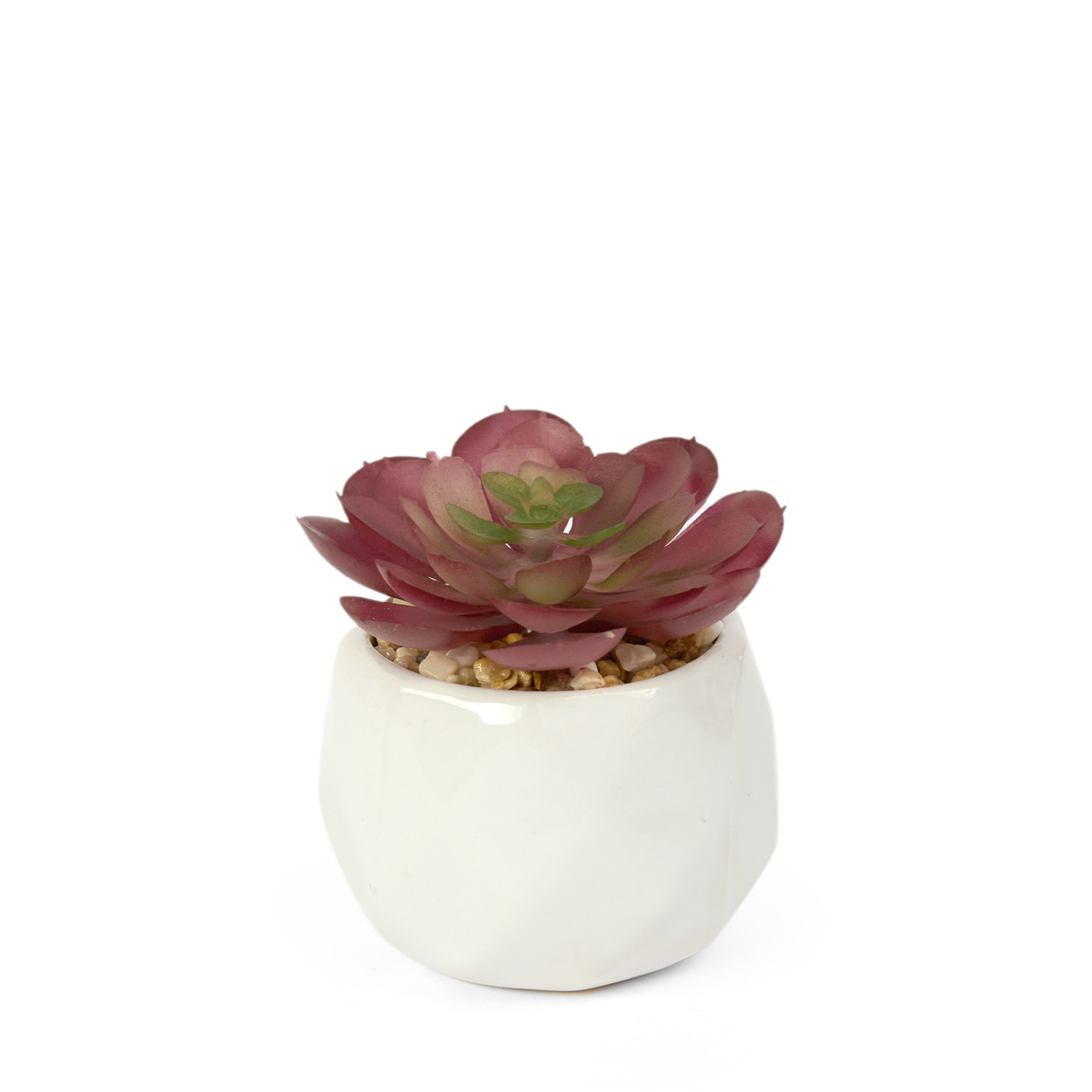 Суккулент Siano - фото № 3