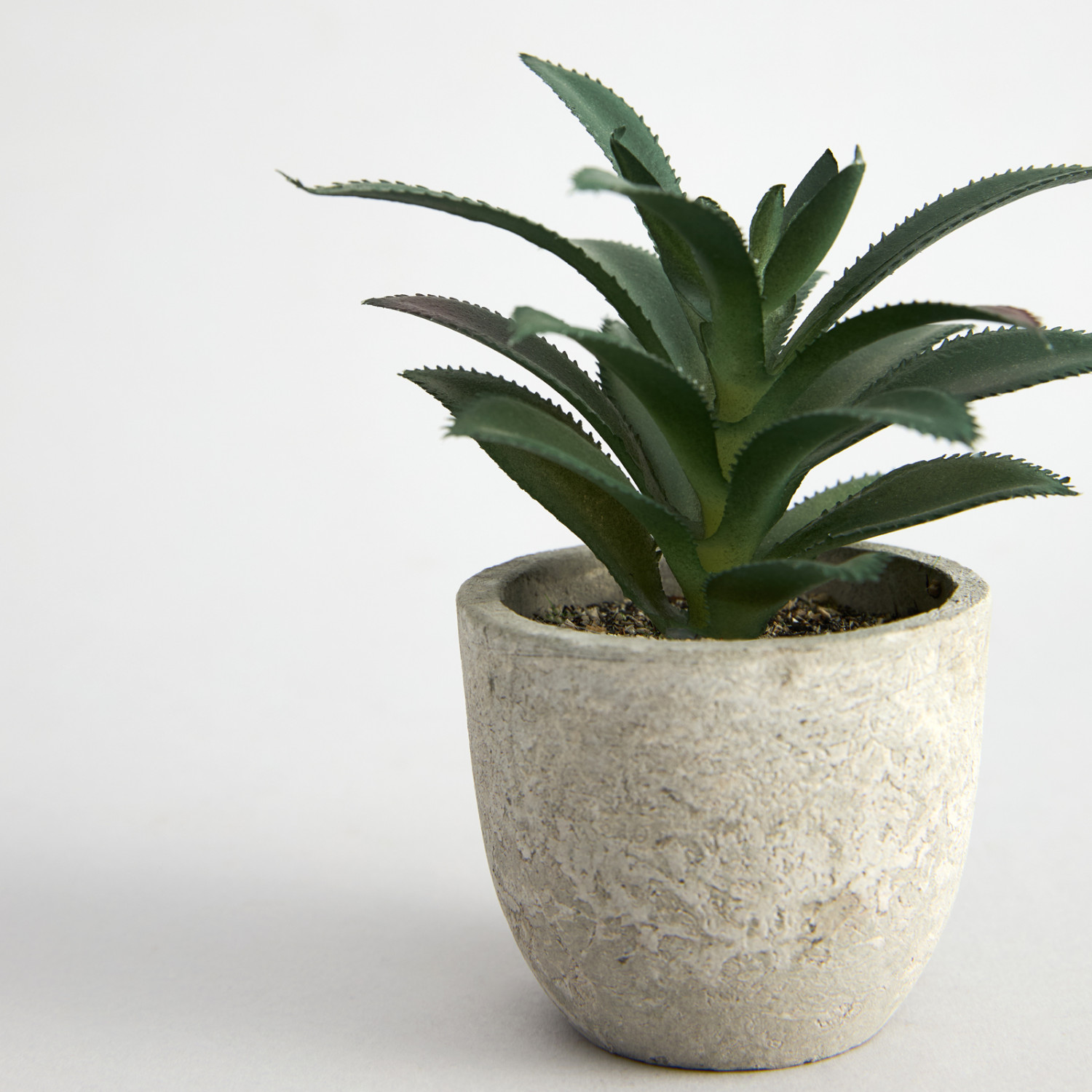 Суккулент Terni I - фото № 3