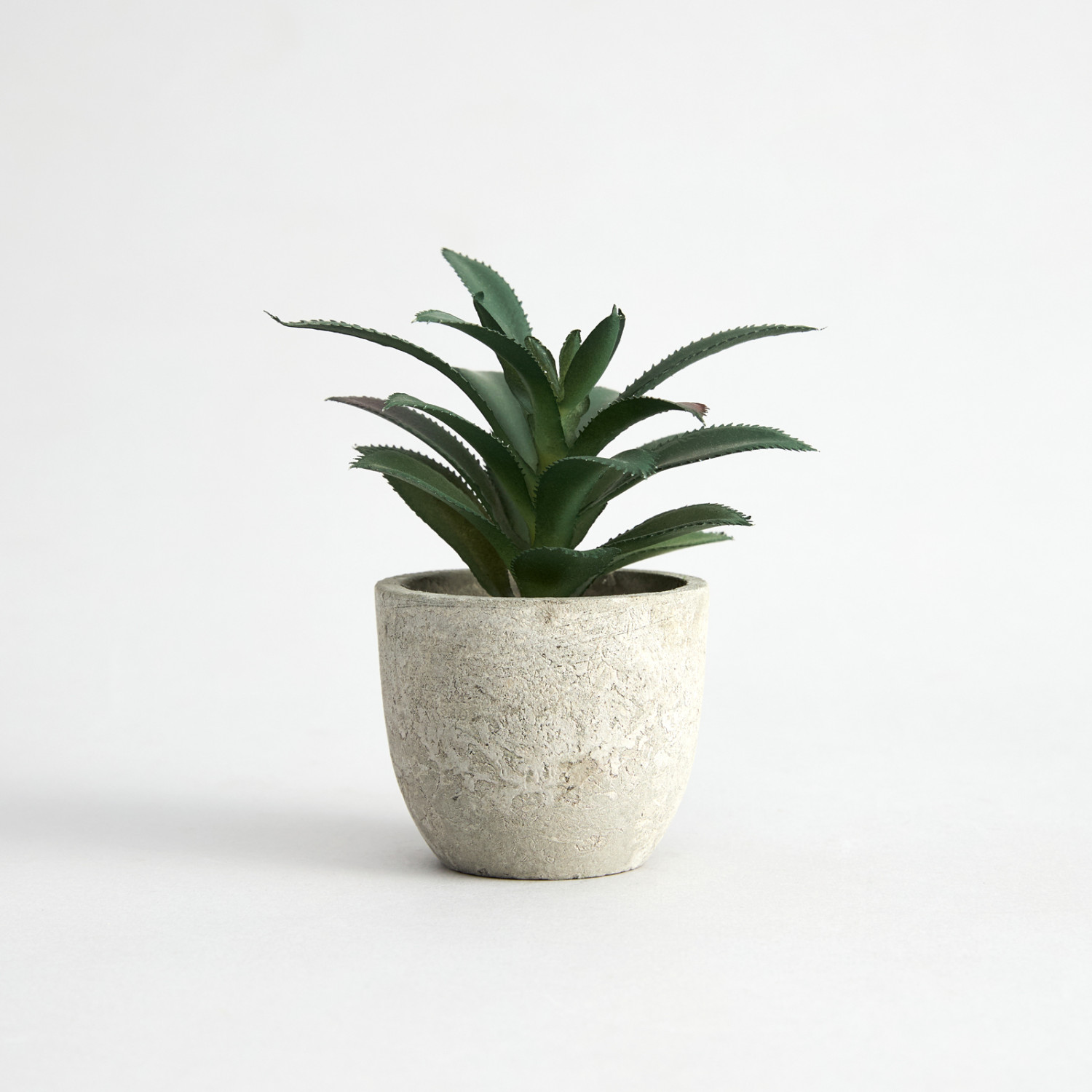 Суккулент Terni I