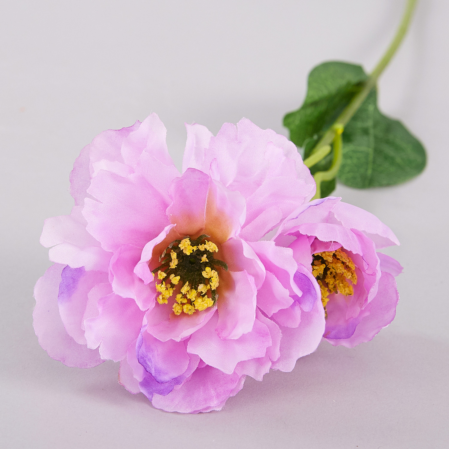 Цветок Azalea